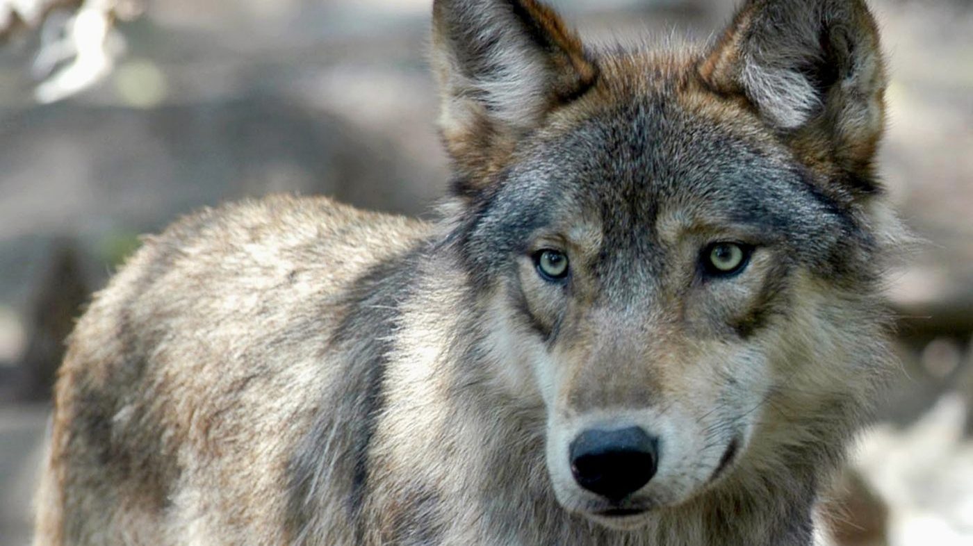 FILE – This July 16, 2004, file photo, shows a gray wolf at the Wildlife Science Center in Forest Lake, Minn. (AP Photo/Dawn Villella)