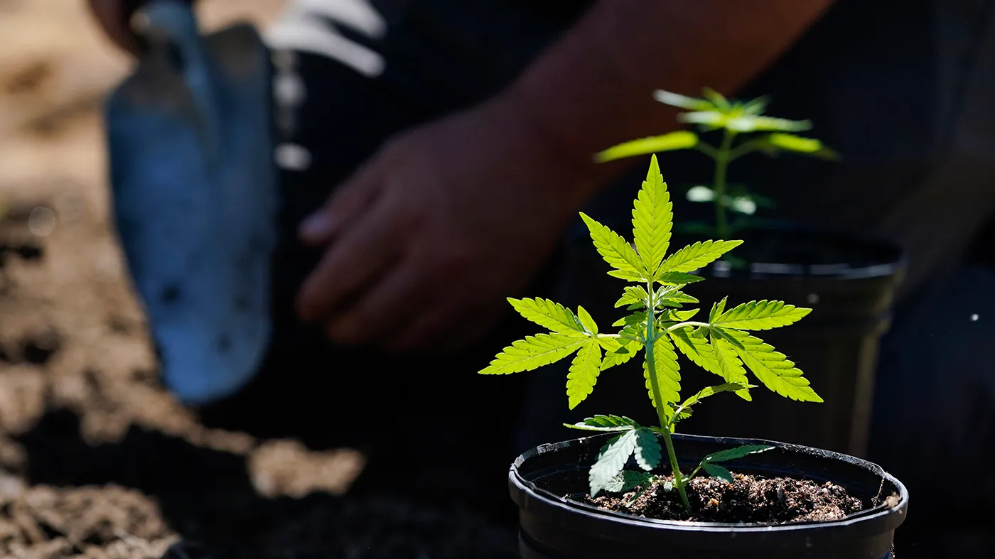 Marijuana plants for the adult recreational market are ready to be planted at Homestead Farms and Ranch in Clifton Park, N.Y., June 3, 2022.