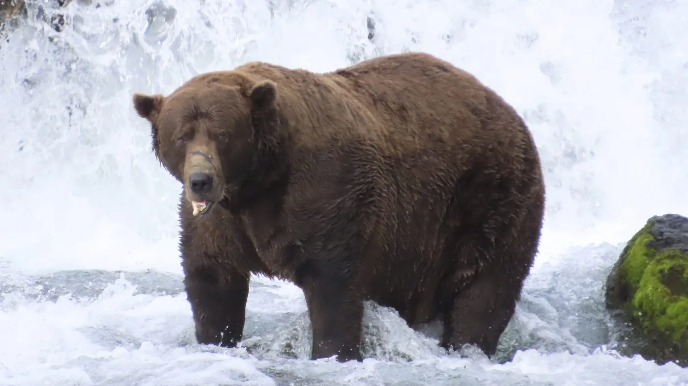 FILE – This image provided by the National Park Service shows bear 32 at the Katmai National Park and Preserve in Alaska on Sept. 15, 2025. (T Carmack/National Park Service via AP)