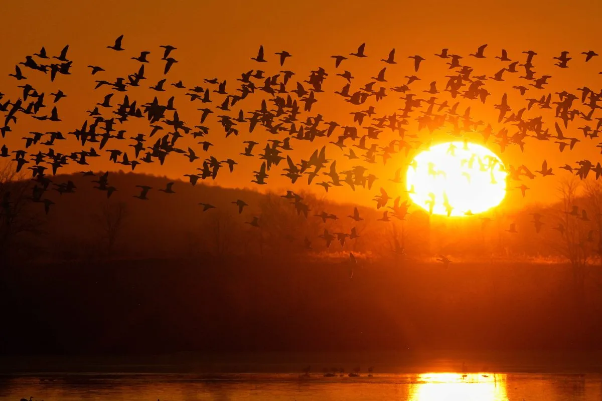Snow geese take to the sky at sunrise after a stopover at the Middle Creek Wildlife Management Area, Monday, March 9, 2026, in Kleinfeltersville, Pa. (AP Photo/Robert F. Bukaty)