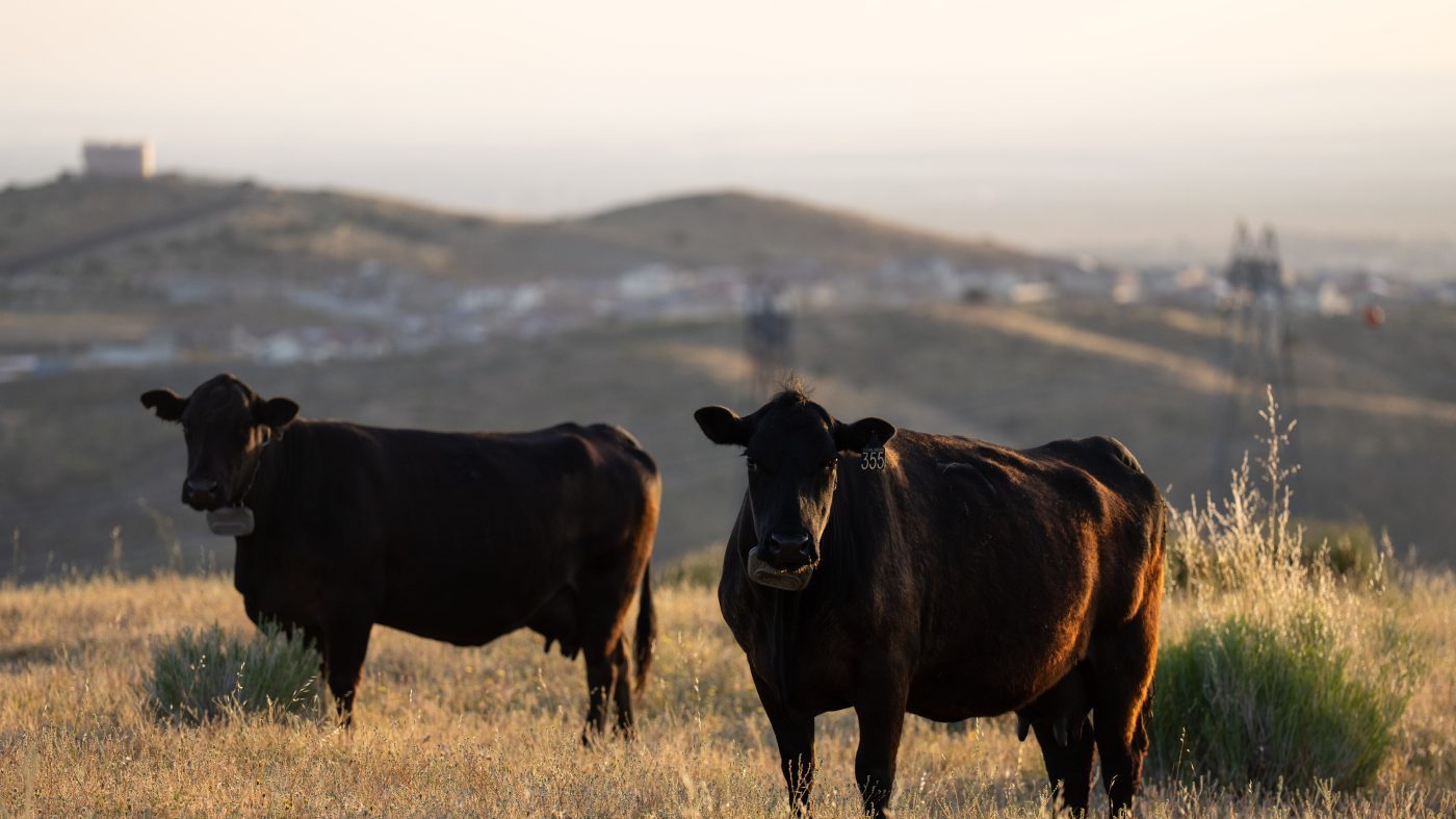 Two cows stand on the Diamond W Cattle Company ranch in Palmdale, Calif., April 3, 2026.