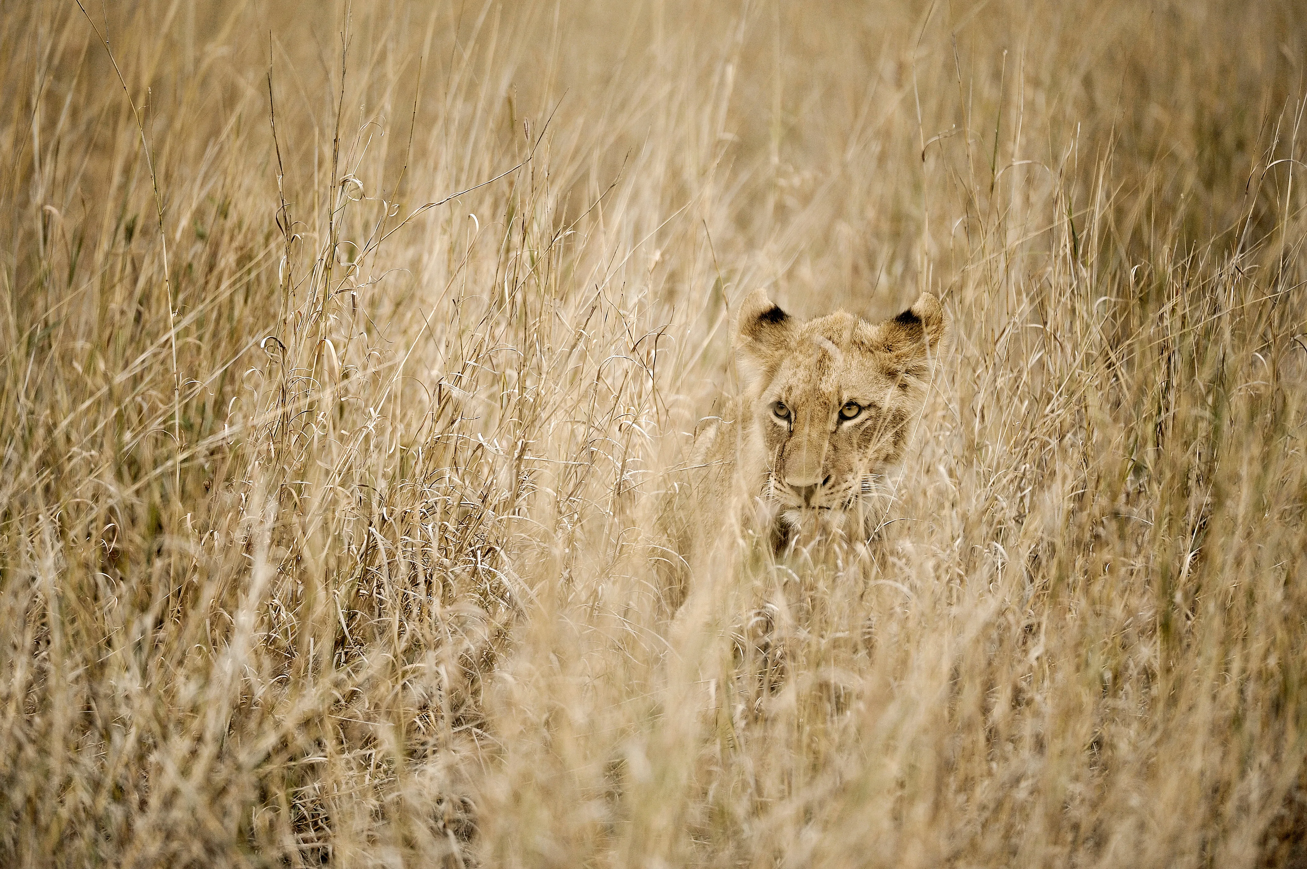 A well camouflaged lioness hiding in the tall brown dry grass, looking towards the camera, Madikwe Game Reserve, South Africa