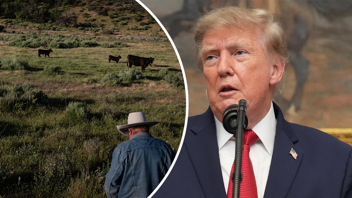 Left, Mike Williams stands near a herd of cattle on his ranch in Palmdale, Calif., April 3, 2026. President Trump speaks in the Roosevelt Room of the White House, Aug. 19, 2026, in Washington.
