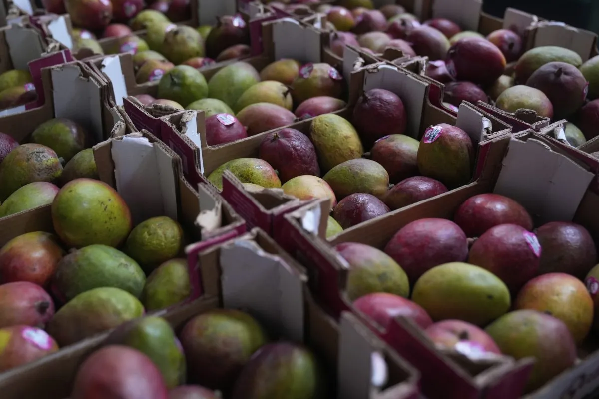 Boxes of mangoes are shown in the San Francisco-Marin Food Bank warehouse in San Francisco, Wednesday, July 2, 2025. (AP Photo/Jeff Chiu)