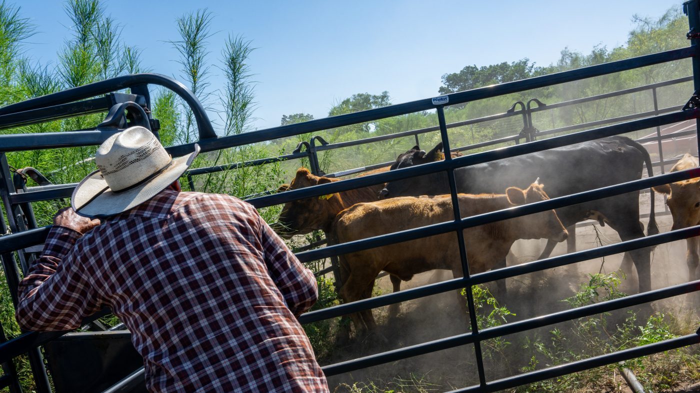 QUEMADO, TEXAS – JUNE 28: Farmer Jose Esquivel herds cattle in preparation for a cattle auction on June 28, 2023 in Quemado, Texas. Ranchers and farmers have begun culling their cattle herds due to drought and high costs in the region, threatening a potentially steep climb in prices for the country’s supply of beef. (Photo by Brandon Bell/Getty Images)