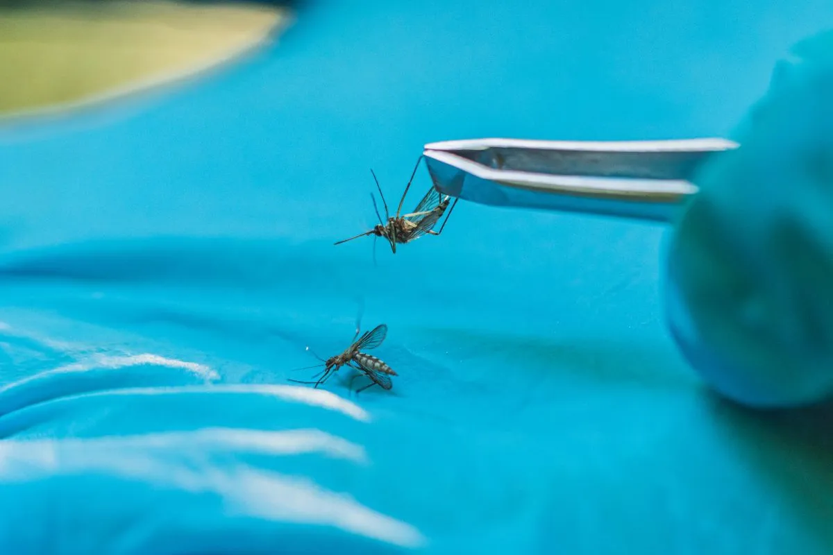 Scientist studies mosquitoes (Getty Images)