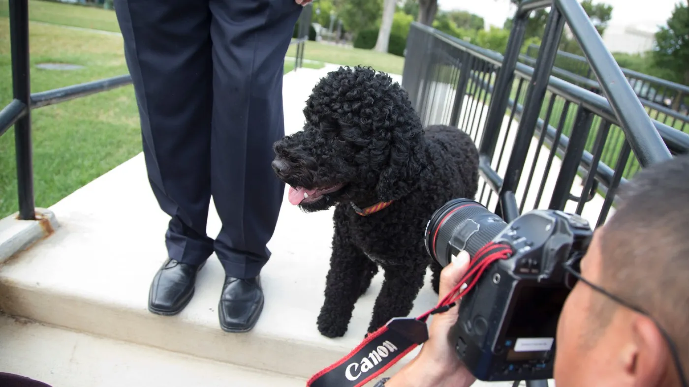 Sunny, President Obama’s newest dog, takes a walk at the White House, Sept. 9, 2013, in Washington.