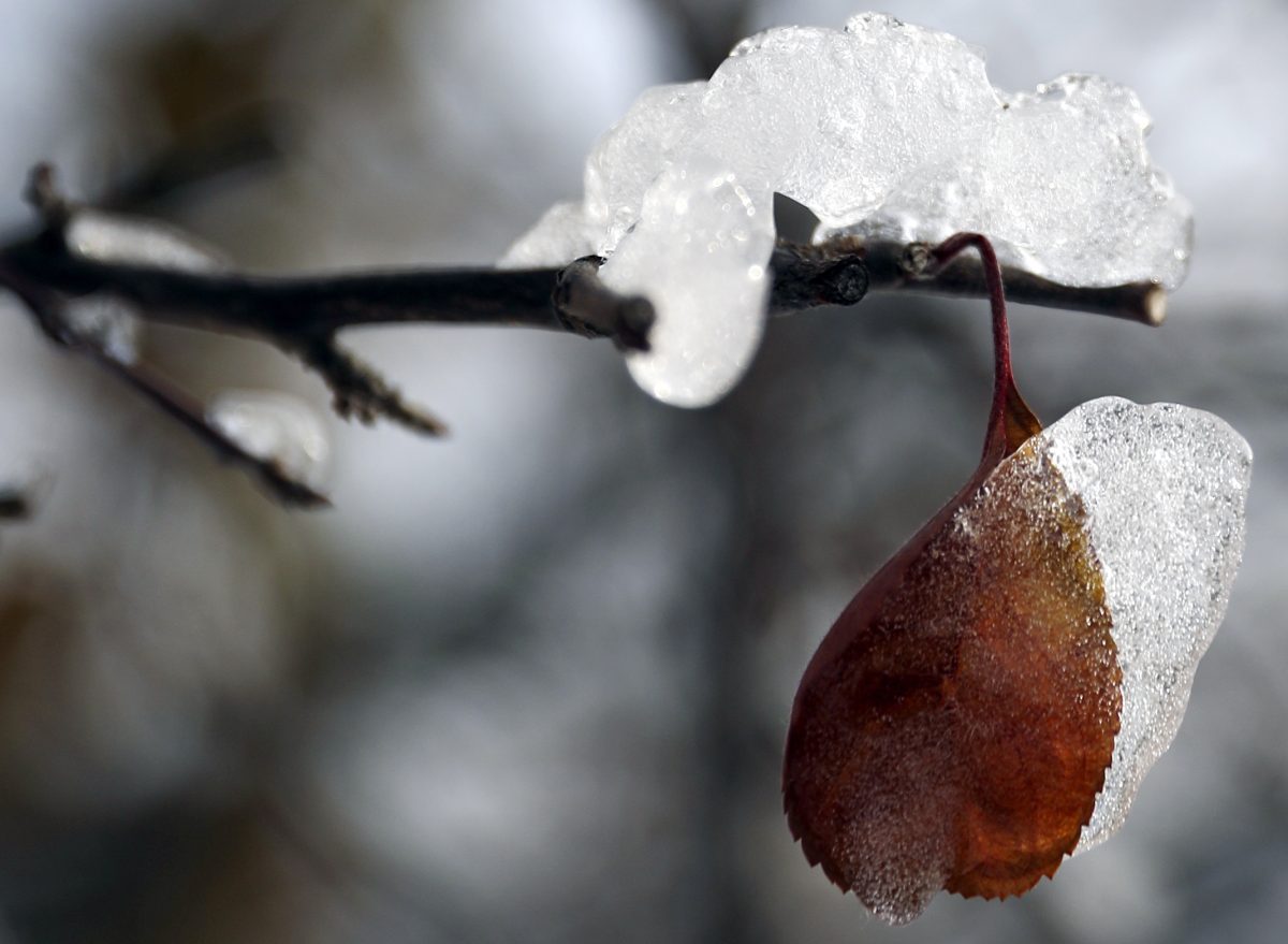 A leave of a plant is covered with ice in Chicago, Wednesday, Nov. 28, 2018. (AP Photo/Nam Y. Huh)