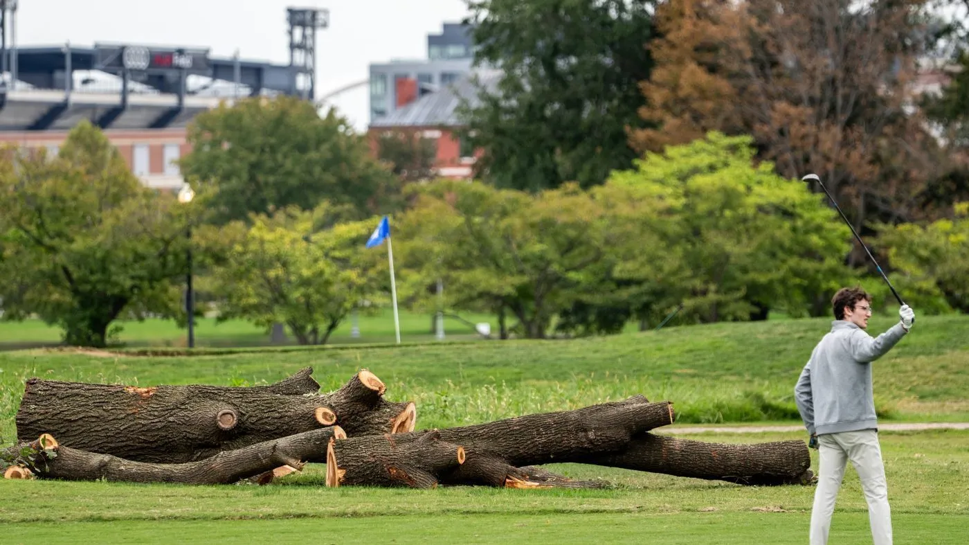 A golfer pauses near recently cut down trees as the National Park Service begins removing trees at East Potomac Golf Links, Saturday, Oct. 10, 2026, in Washington. (AP Photo/Nathan Howard)