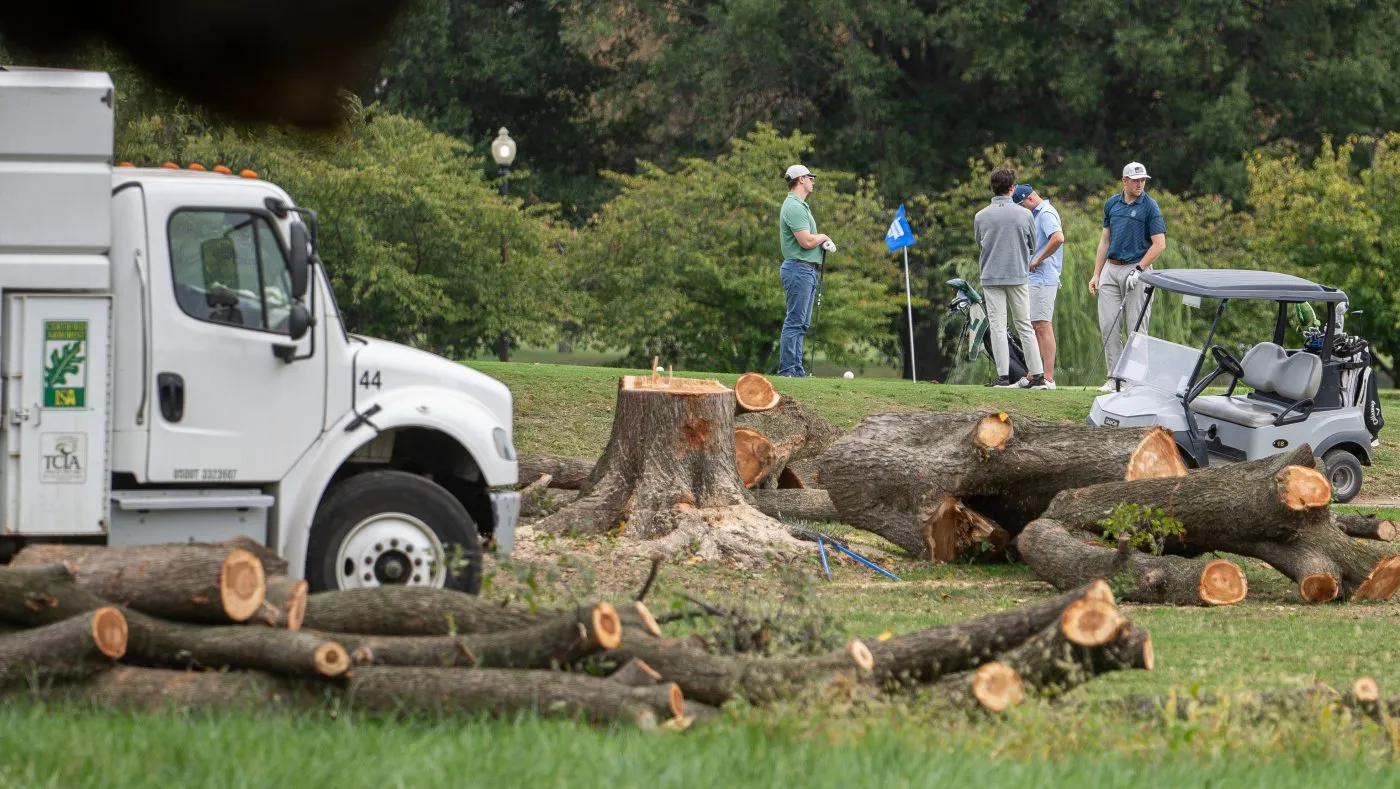 Golfers pass trees recently cut down by the National Park Service at East Potomac Golf Links, Oct. 10, 2026, in Washington.