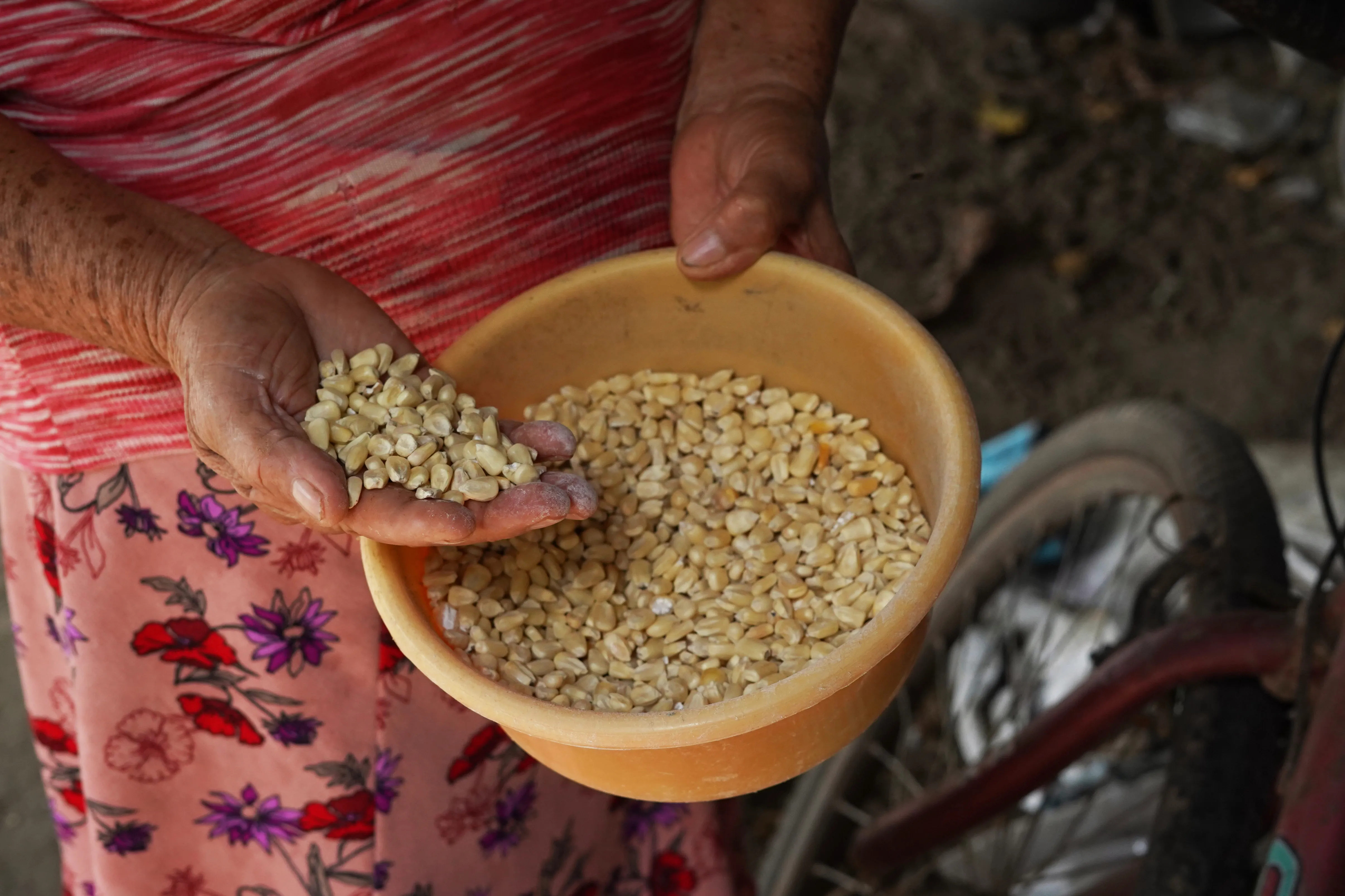 Maria de Jesus Renderos, 73, shows a few kilograms of corn purchased to sustain her family in Tecoluca, El Salvador, part of the Central American Dry Corridor, Wednesday, Oct. 14, 2026. (AP Photo/Salvador Melendez)
