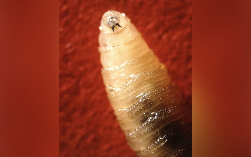 FILE – A New World screwworm larvae sits at rest in this undated photo. (USDA Agricultural Research Service via AP, file)