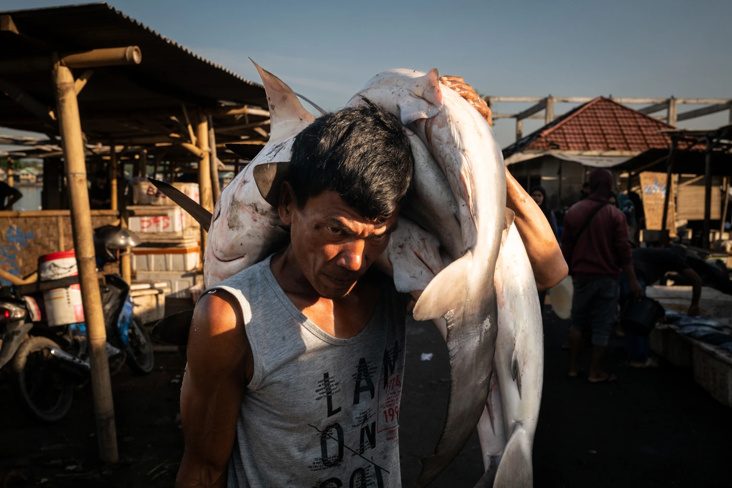 Various species of sharks, some of which are endangered are hauled on shore at dawn by commercial fishermen at the Tanjung Luar port in East Lombok, Indonesia on June 9, 2025.