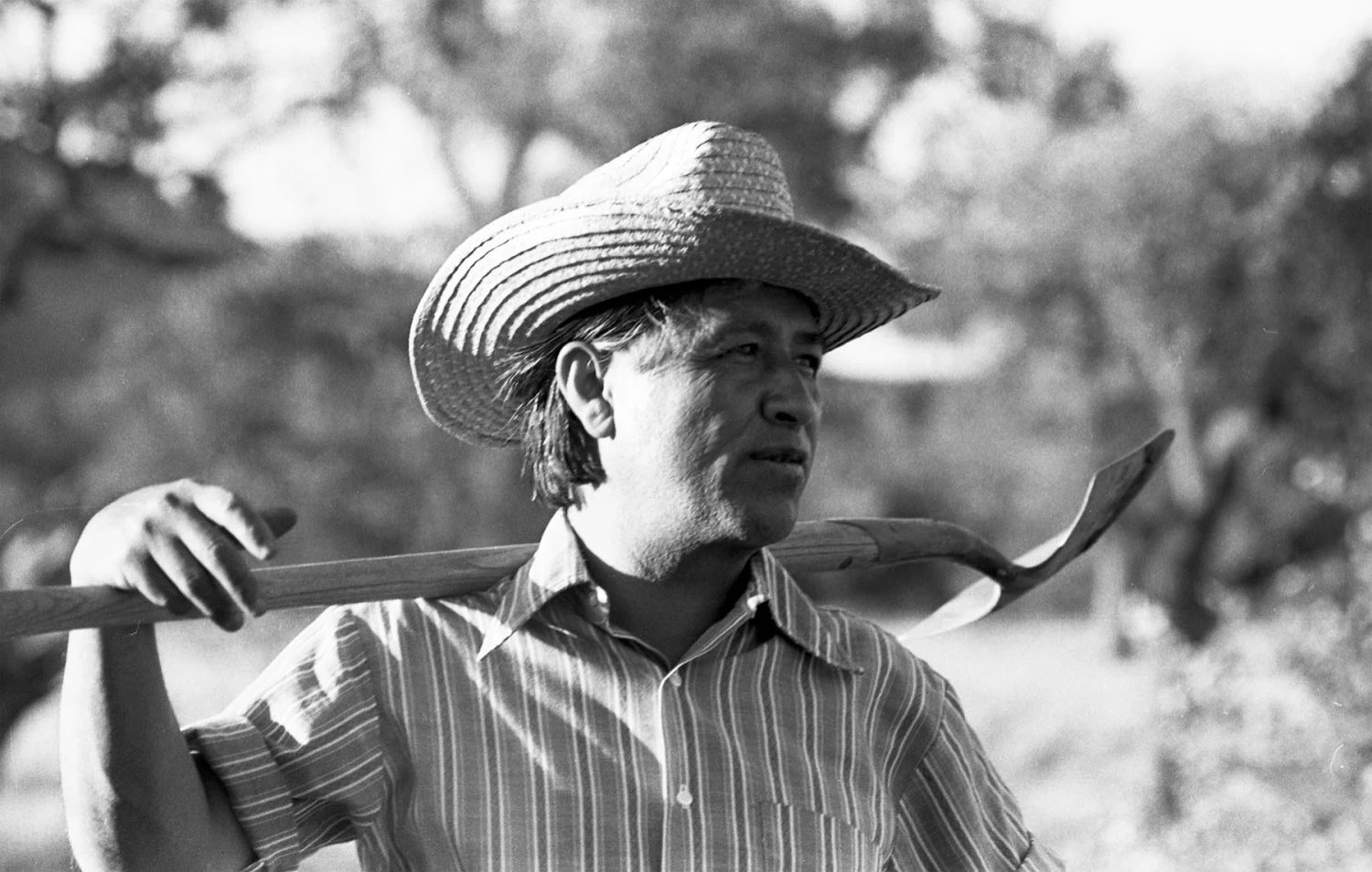 Cesar Chavez works in a community garden in La Paz, Calif., in 1975. 