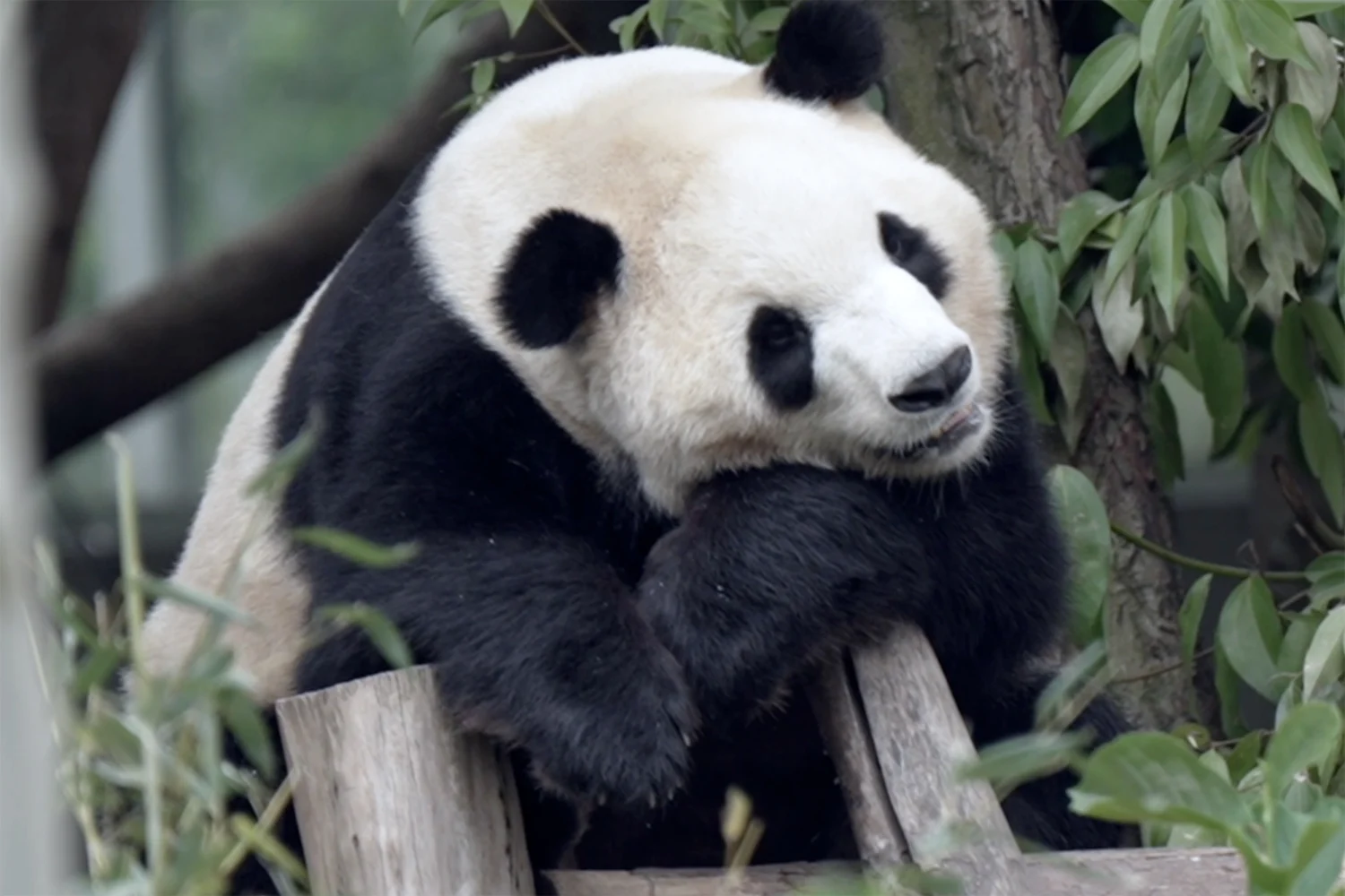 Fu Shuang in Chengdu, China in May 2026.