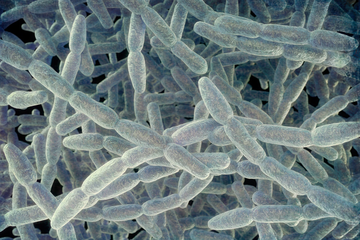 An illustration of Legionella pneumophila bacteria, the cause of Legionnaires' disease.