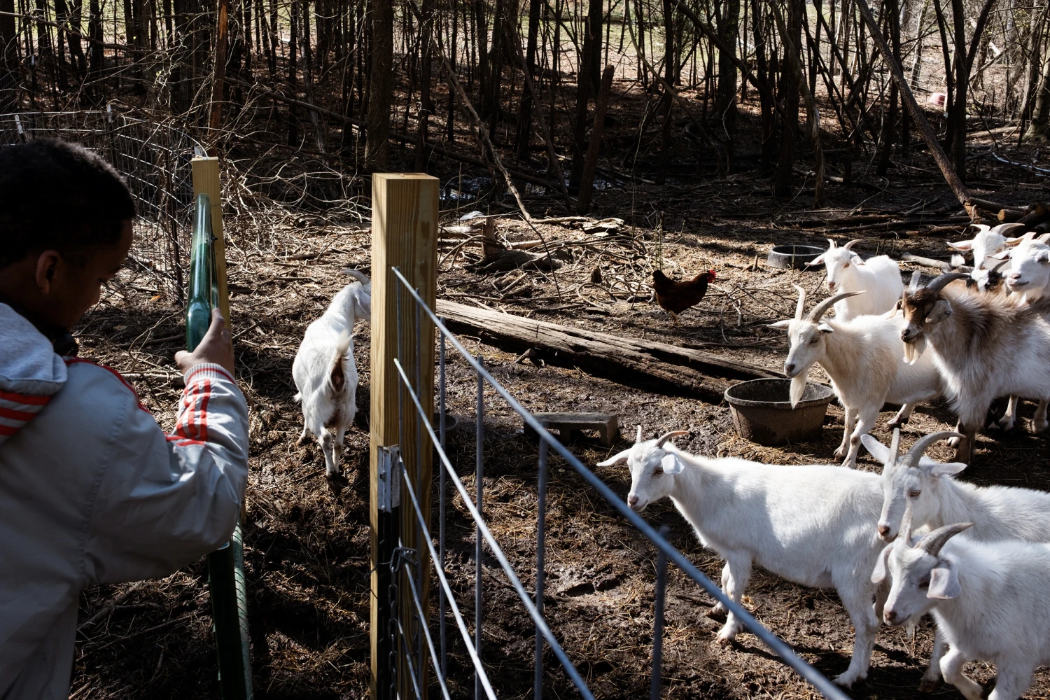 Timothy Jarvis opens a gate to feed goats at Jireh Farms, a farm owned by Immanuel Jarvis in Durham, N.C. on March 29th, 2024