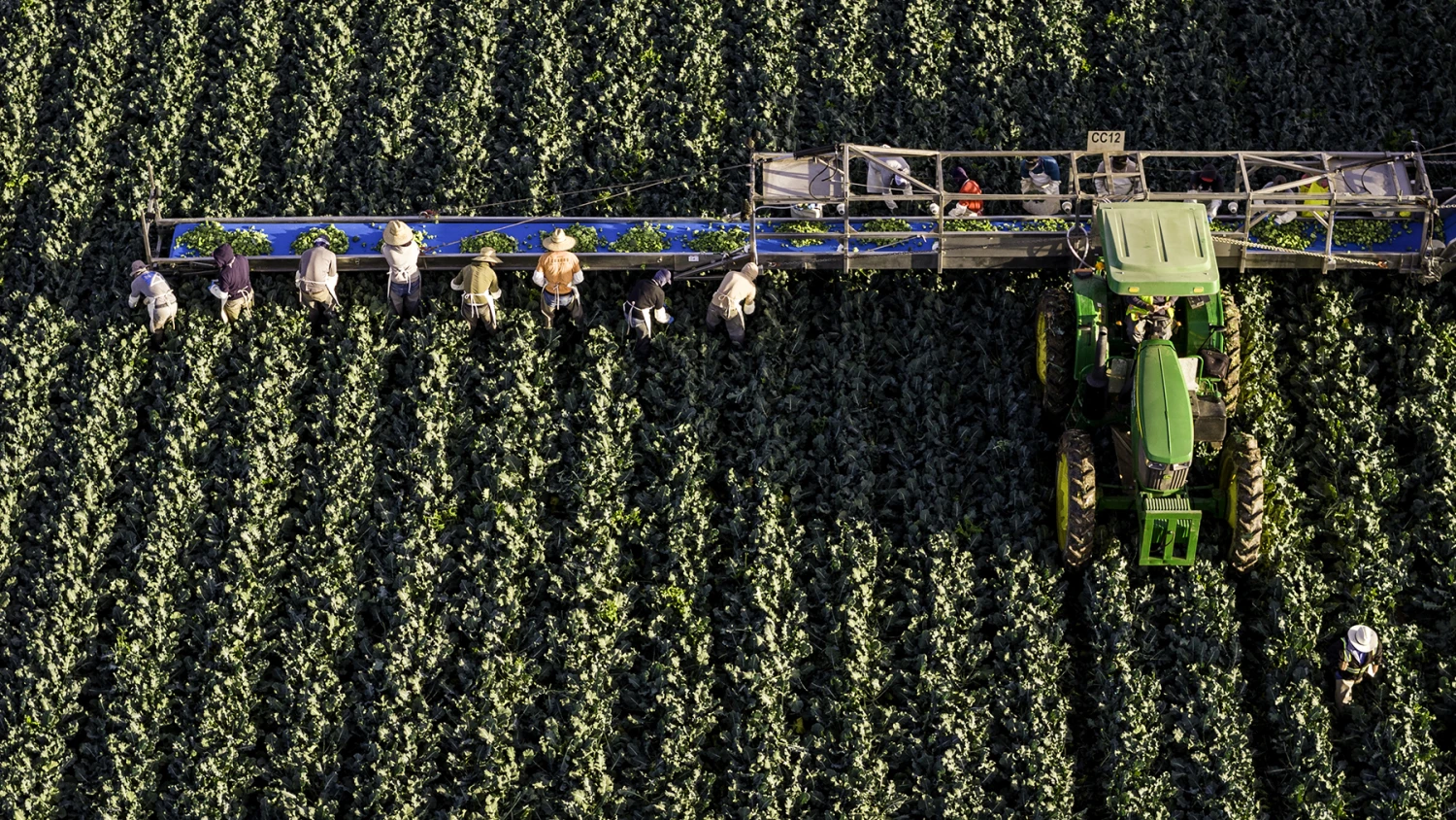 Farm workers harvest broccoli in Yuma, Ariz., in 2024.