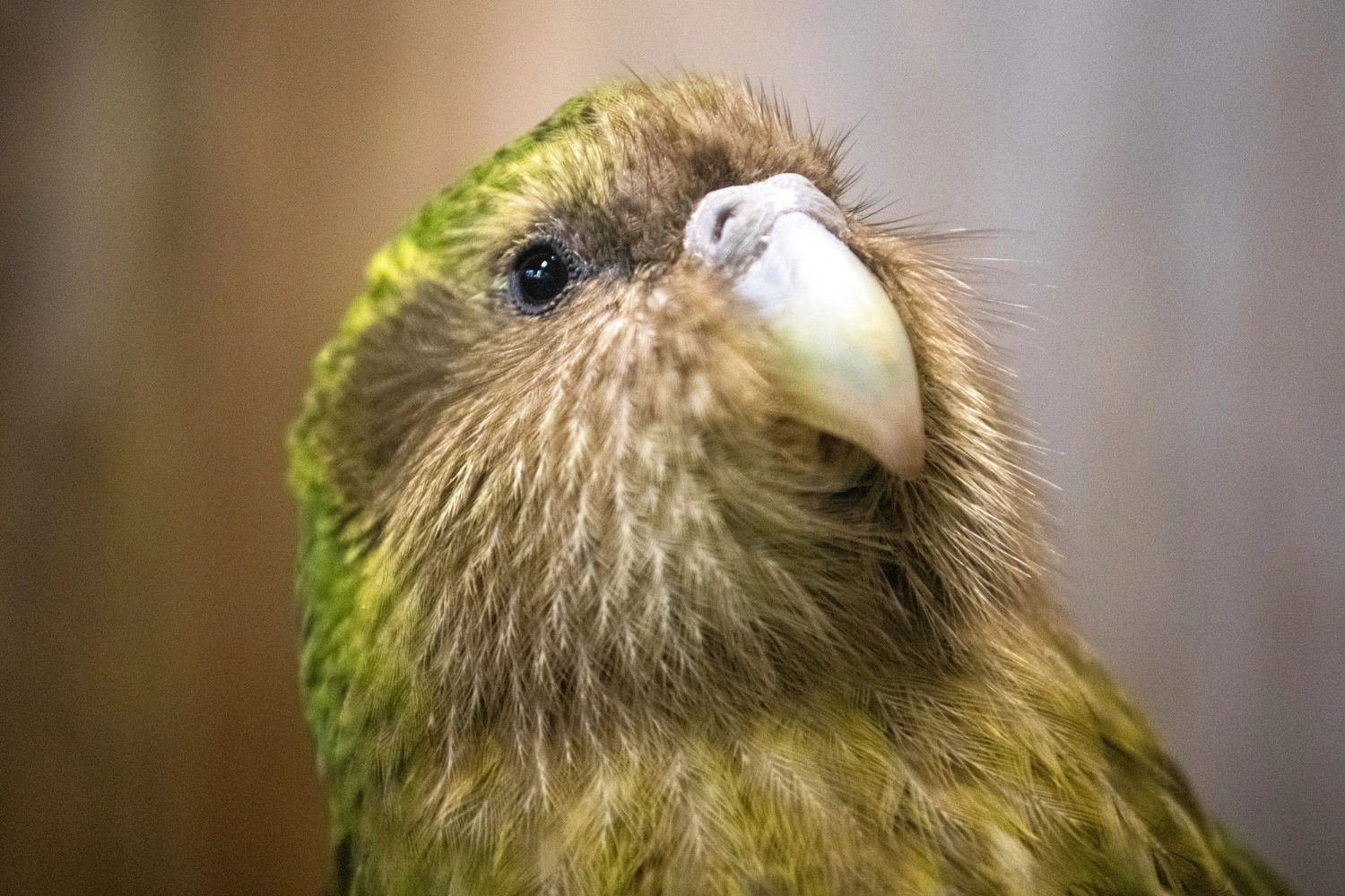 The kākāpō is a nocturnal, flightless parrot.