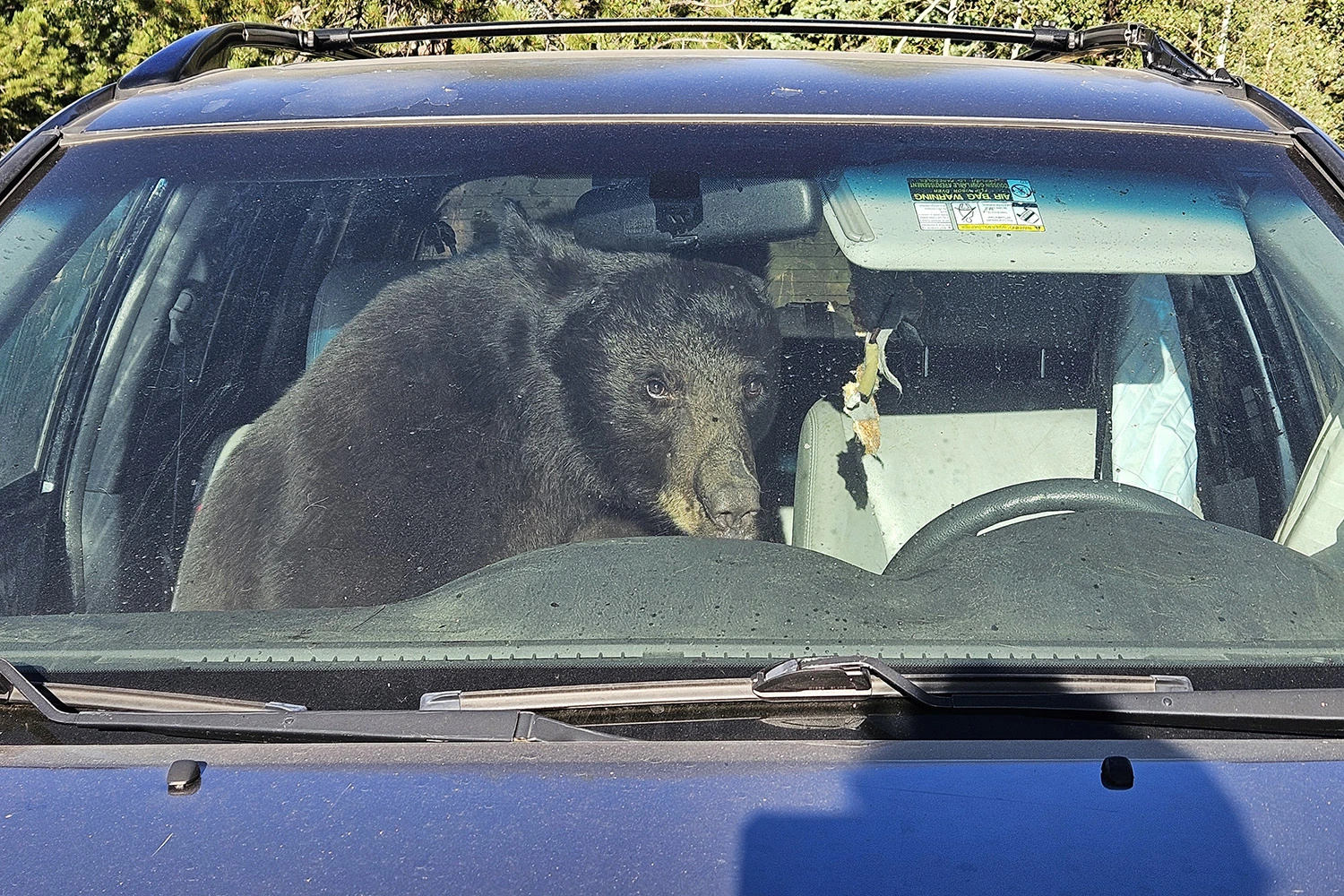 A bear stuck in a car in Gold Hill, Colo., on July 19, 2026.