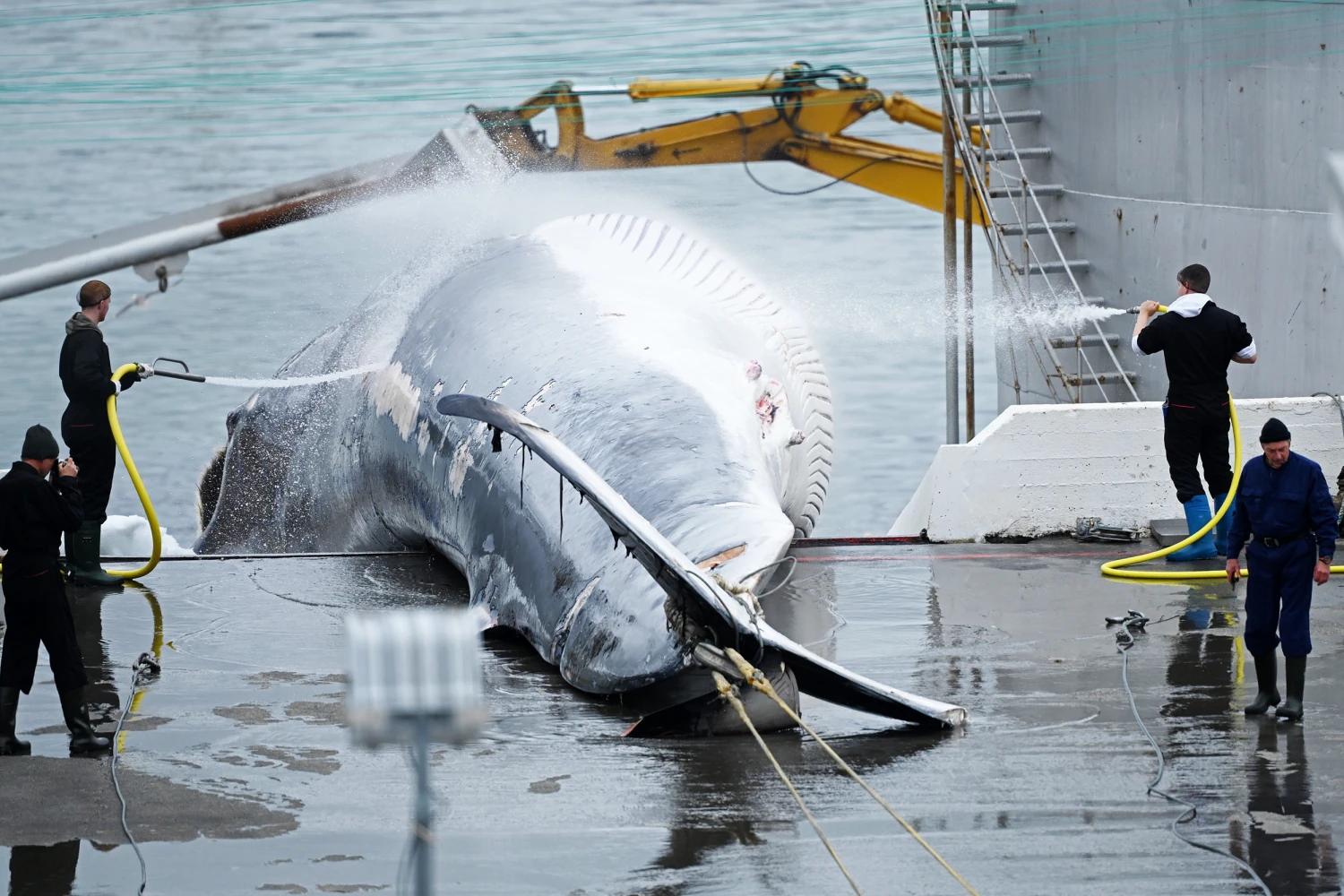 Employees prepare a whale for butchering at the whaling station in the village of Midsandur, Iceland, some 70 km north of Reykjavik, on August 05, 2022.