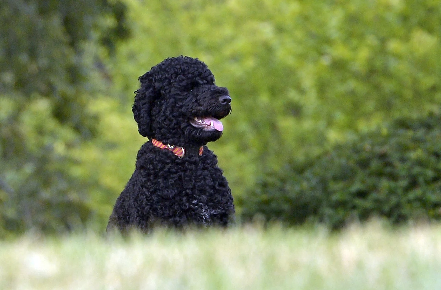 President Barack Obama's family dog, Sunny, a Portuguese water dog, on the North Lawn of the White House in 2013.