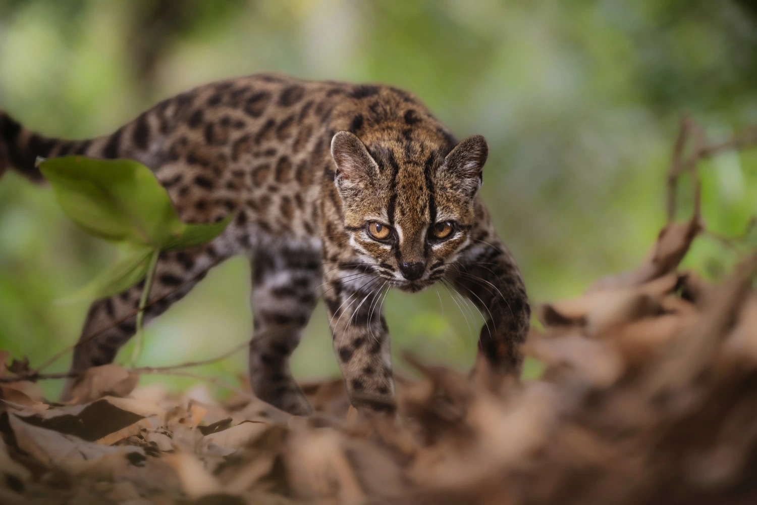 A Leopardus tilcayo at Senda Verde Animal Refuge in Bolivia’s Yungas region.