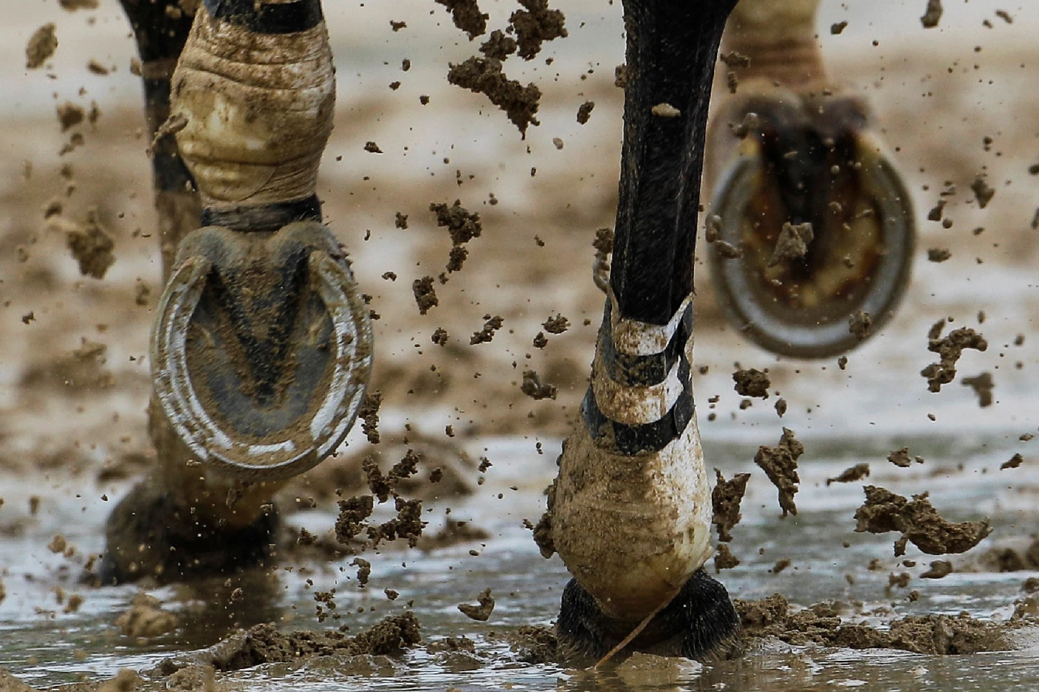 A horse runs through some mud during a race before the 136th Kentucky Derby horse race at Churchill Downs Saturday, May 1, 2010, in Louisville, Ky.