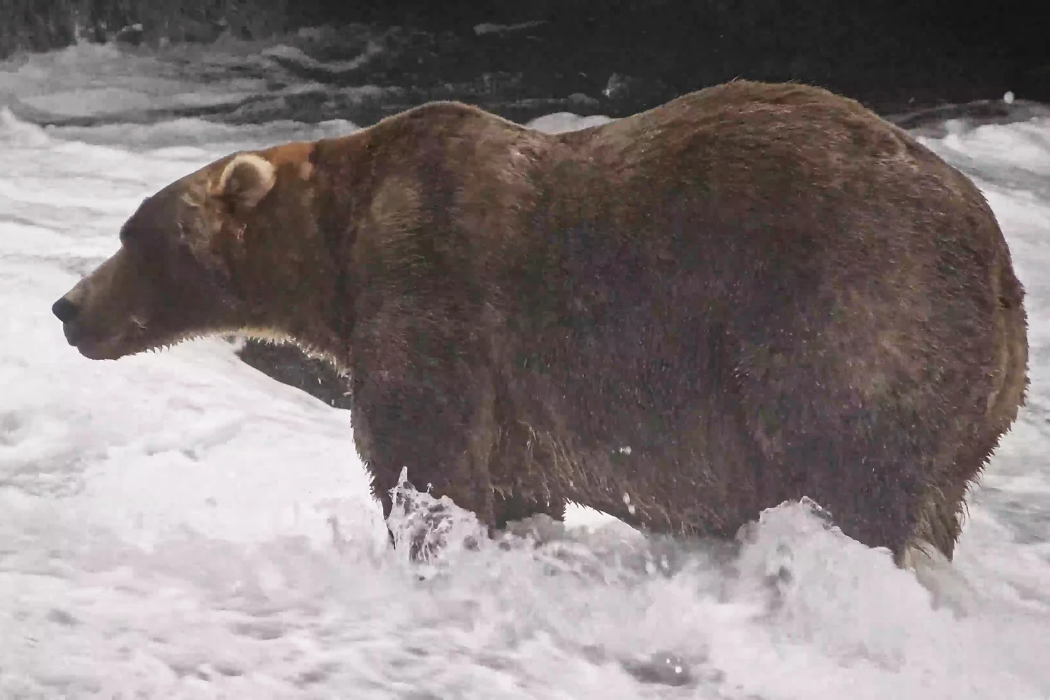 "Backpack," officially named Bear 89, wading through Brooks River on Sept. 8, in the Katmai National Park and Preserve in Alaska.