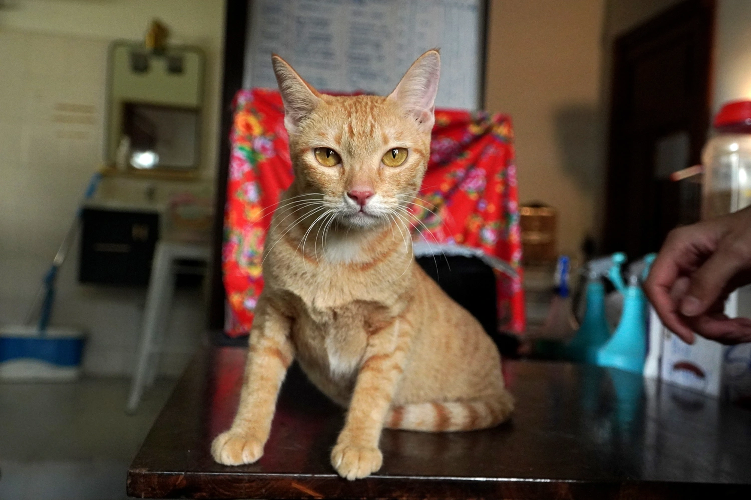 A cat is being cared for at a rescue facility of an animal rights group after police raided an operation that steals and resells cats for meat in Ho Chi Minh city, Vietnam, Sept.17, 2026.