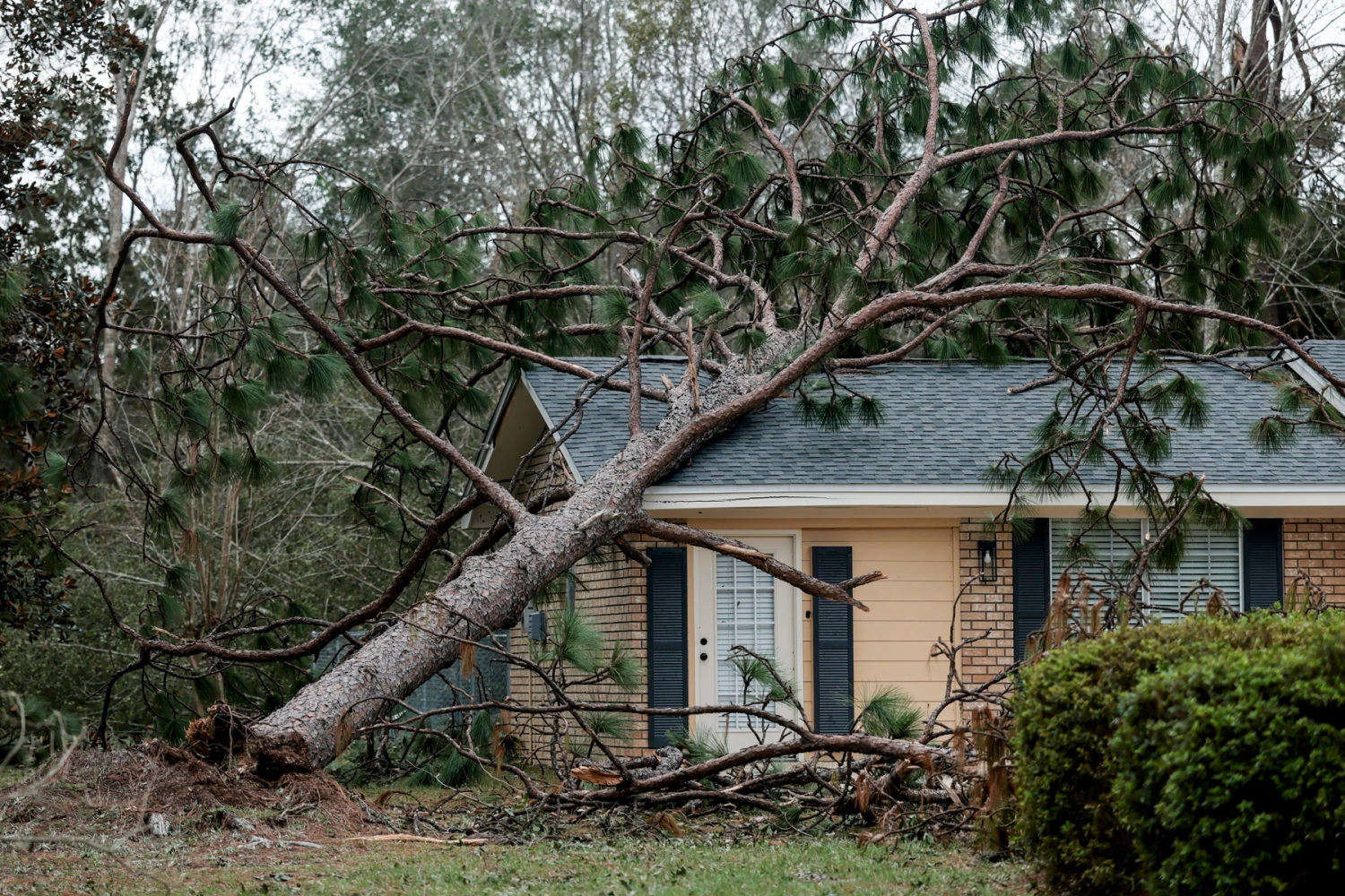 A tree leans against a home after Hurricane Isaias toppled it as it passed through the area on October 10, 2026, in Milton, Florida.