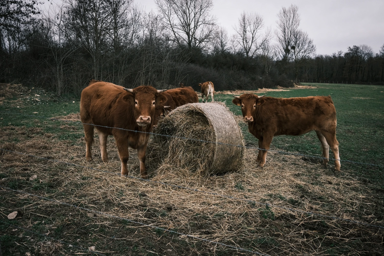 Cows in a meadow in Saint-Quentin-Fallavier, near Lyon, on February 21, 2024.