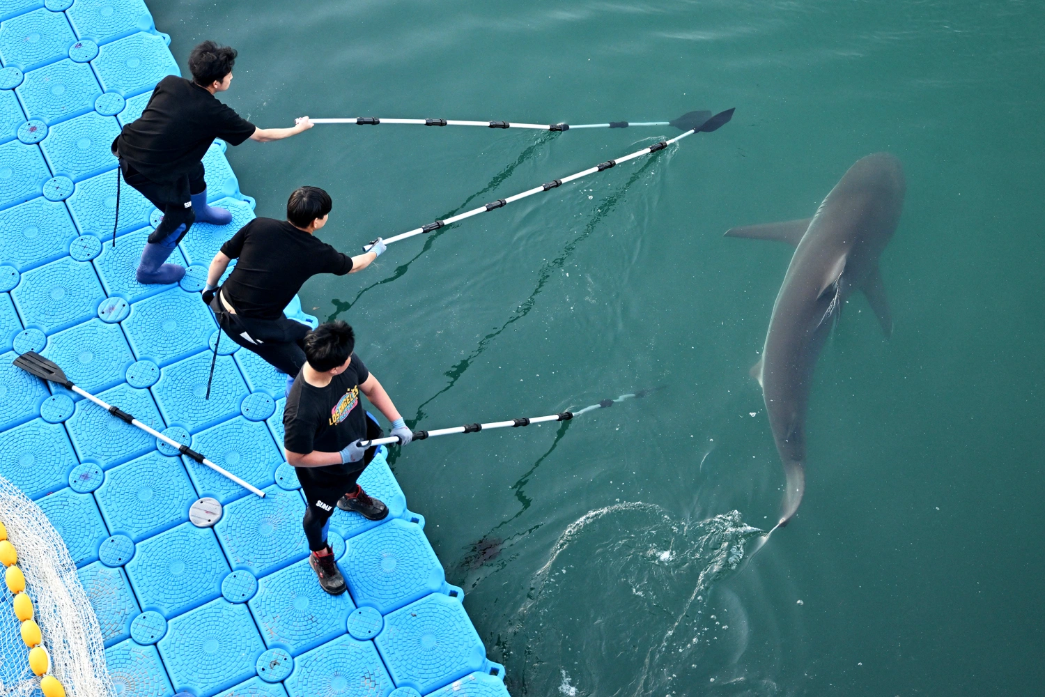 South Korean officials take part in a rescue operation to guide a 3.5-metre shark back to the sea after it became trapped in an artificial waterway in the southeastern port city of Busan on October 21, 2026.