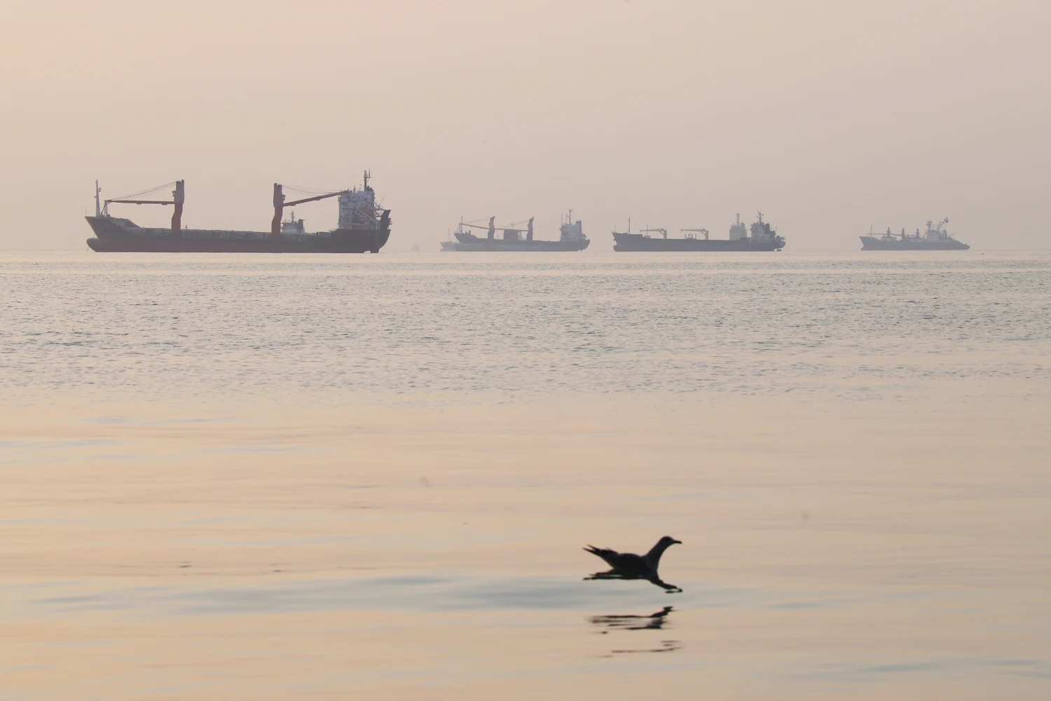 A bird flies low over the water as cargo ships lie at anchor in the Strait of Hormuz off Bandar Abbas, Iran, early Saturday, Oct. 24, 2026.