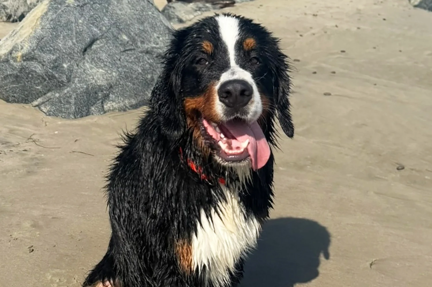 Madeleine White and her husband, Andrew Fedyk's dog Dunkin, who died at a board and train establishment.