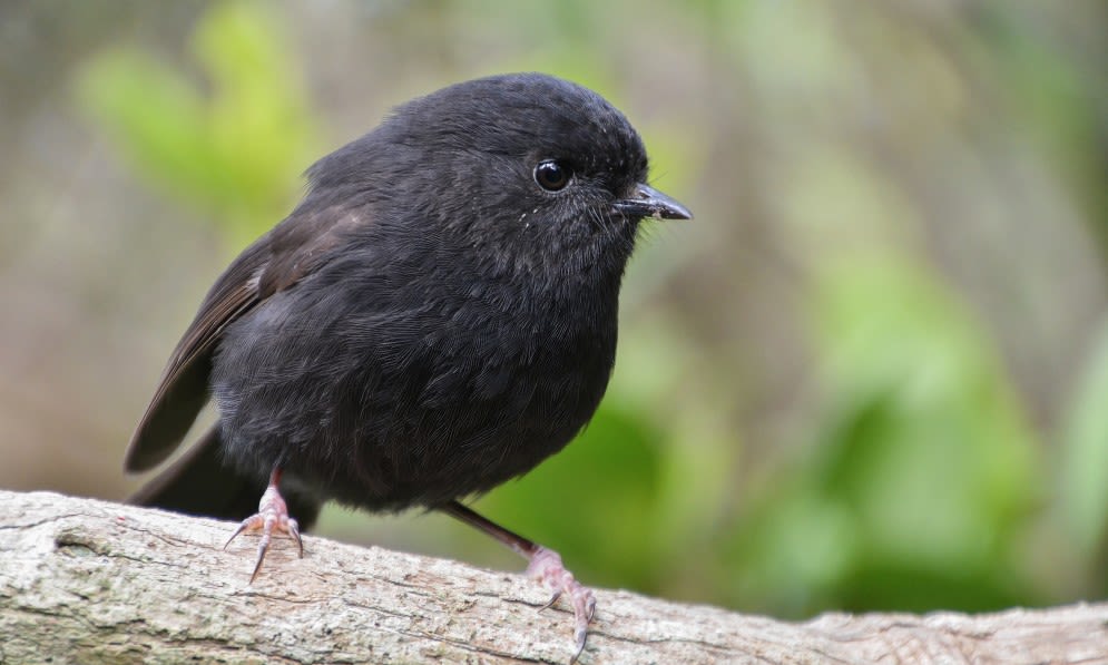 Black robin. Rangatira