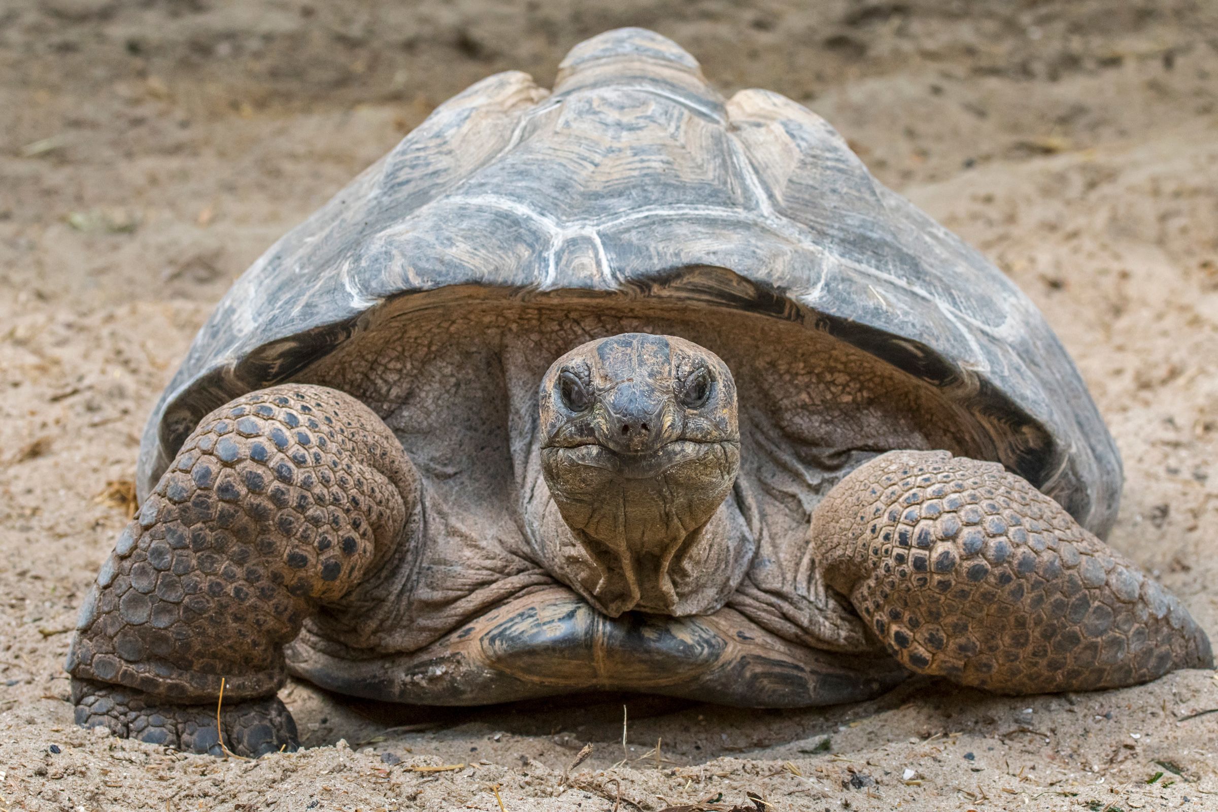 The Aldabra giant tortoise is native to the islands of the Aldabra Atoll in the Seychelles.