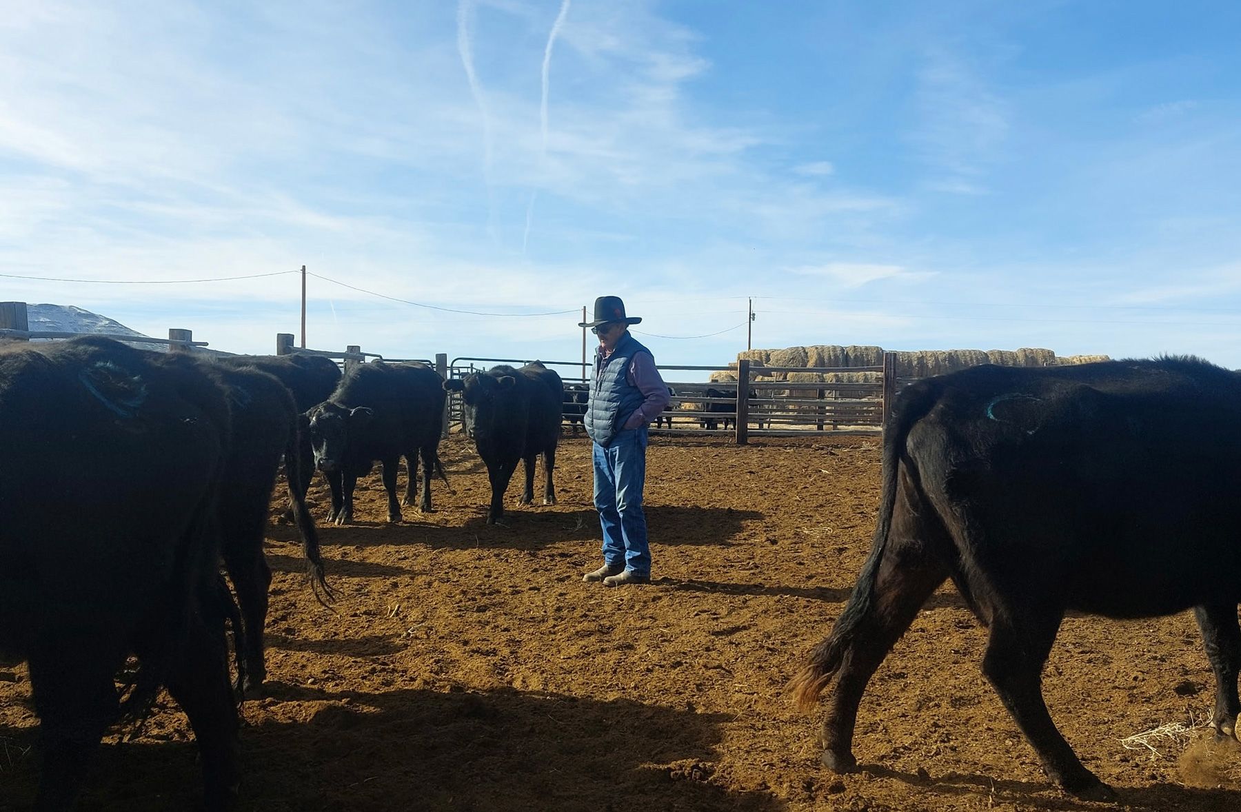 Johnny Mestas with some of his cattle.
