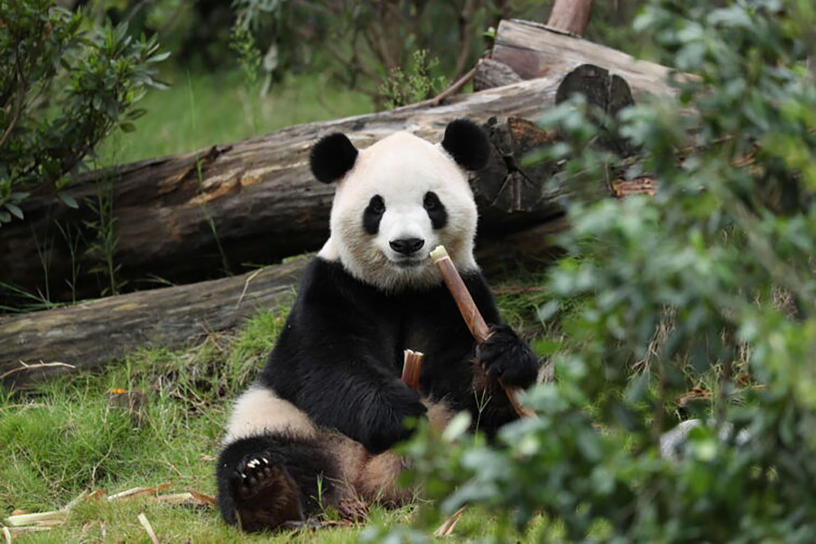 Fu Shuang, one of the two giant pandas bound for Zoo Atlanta from China