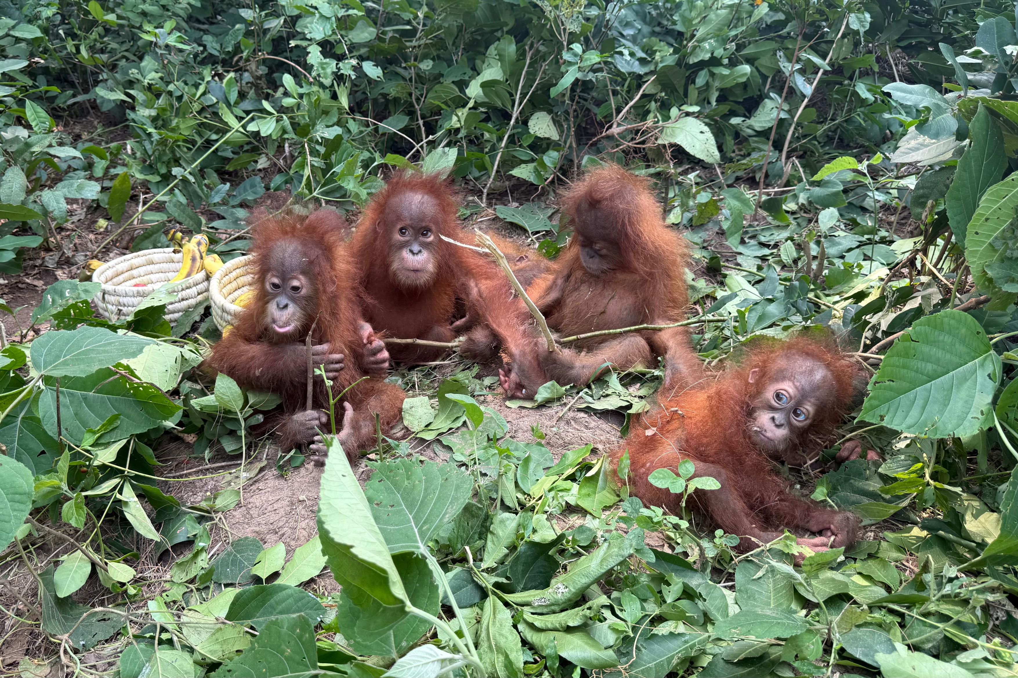Five baby orangutans were found in Odisha, in eastern India, in September 2026.