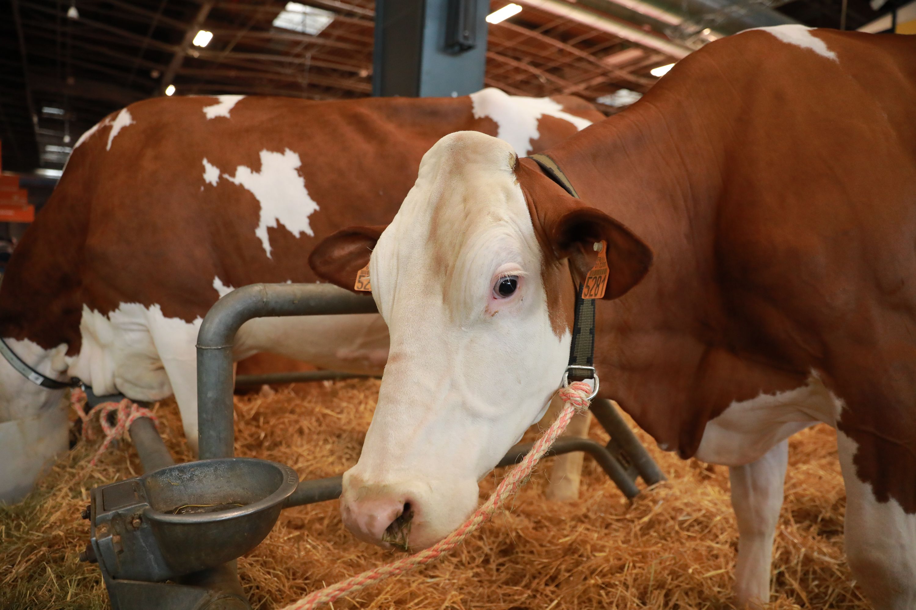 PARIS, FRANCE - FEBRUARY 22: A view of the 61st Edition of the Paris International Agricultural Show, held at Paris Expo Porte de Versailles between February 22 to March 2 in Paris, France on February 22, 2025. (Photo by Mohamad Salaheldin Abdelg Alsayed/Anadolu via Getty Images)