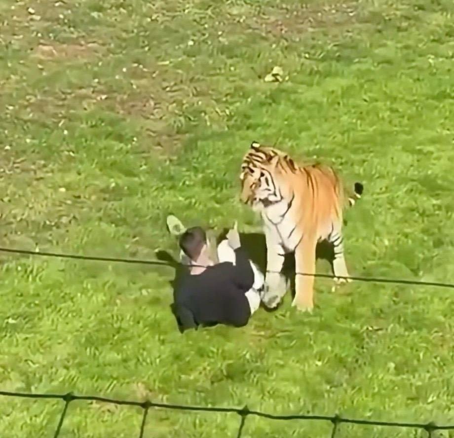 Man entered tiger enclosure at UK's Yorkshire Wildlife Park, police say.