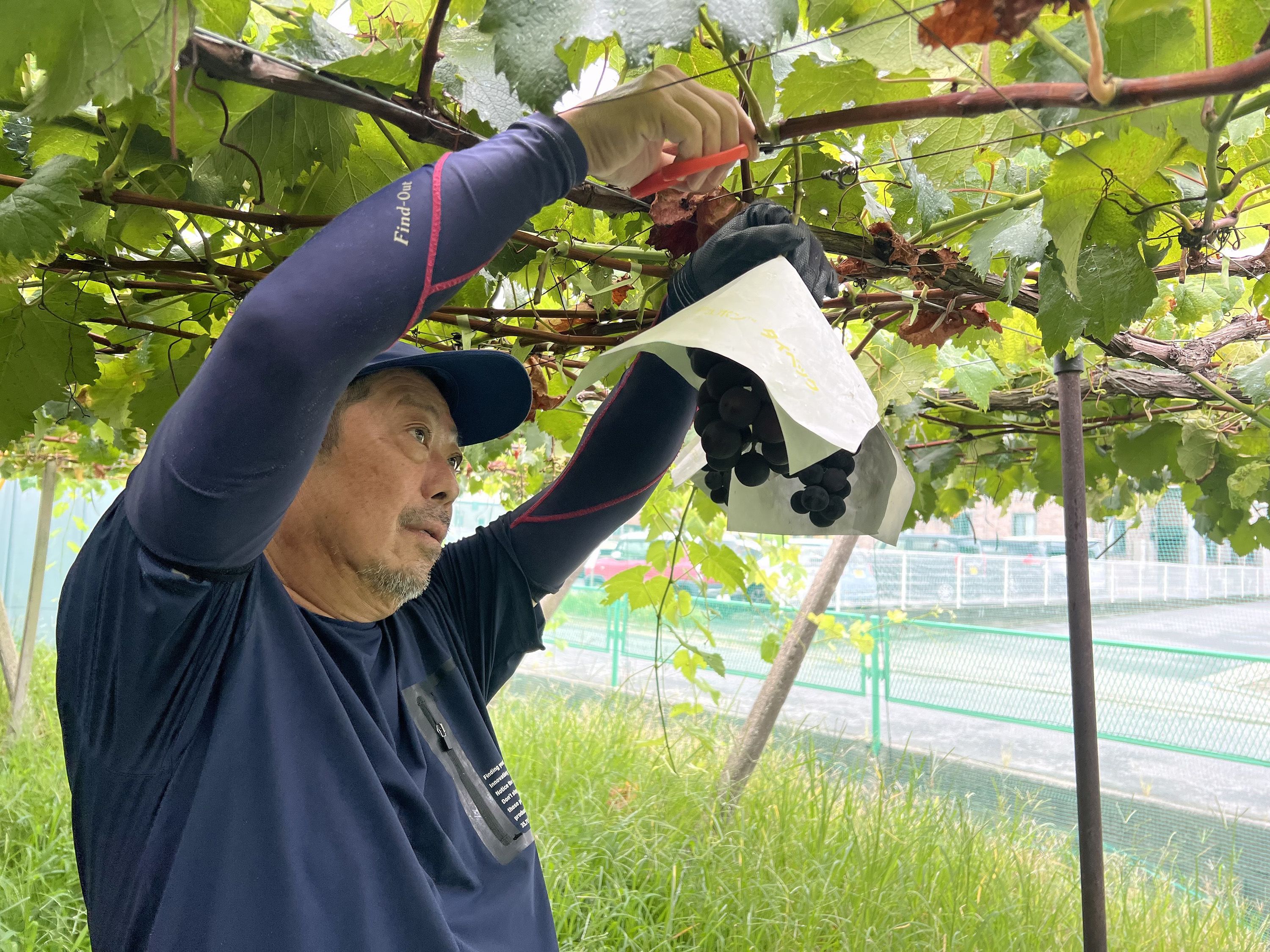Shinya Sato grows grapes on his farm in Japan's Yamanashi prefecture, including original varieties like Shine Muscat, Kai King and Sunshine Red.