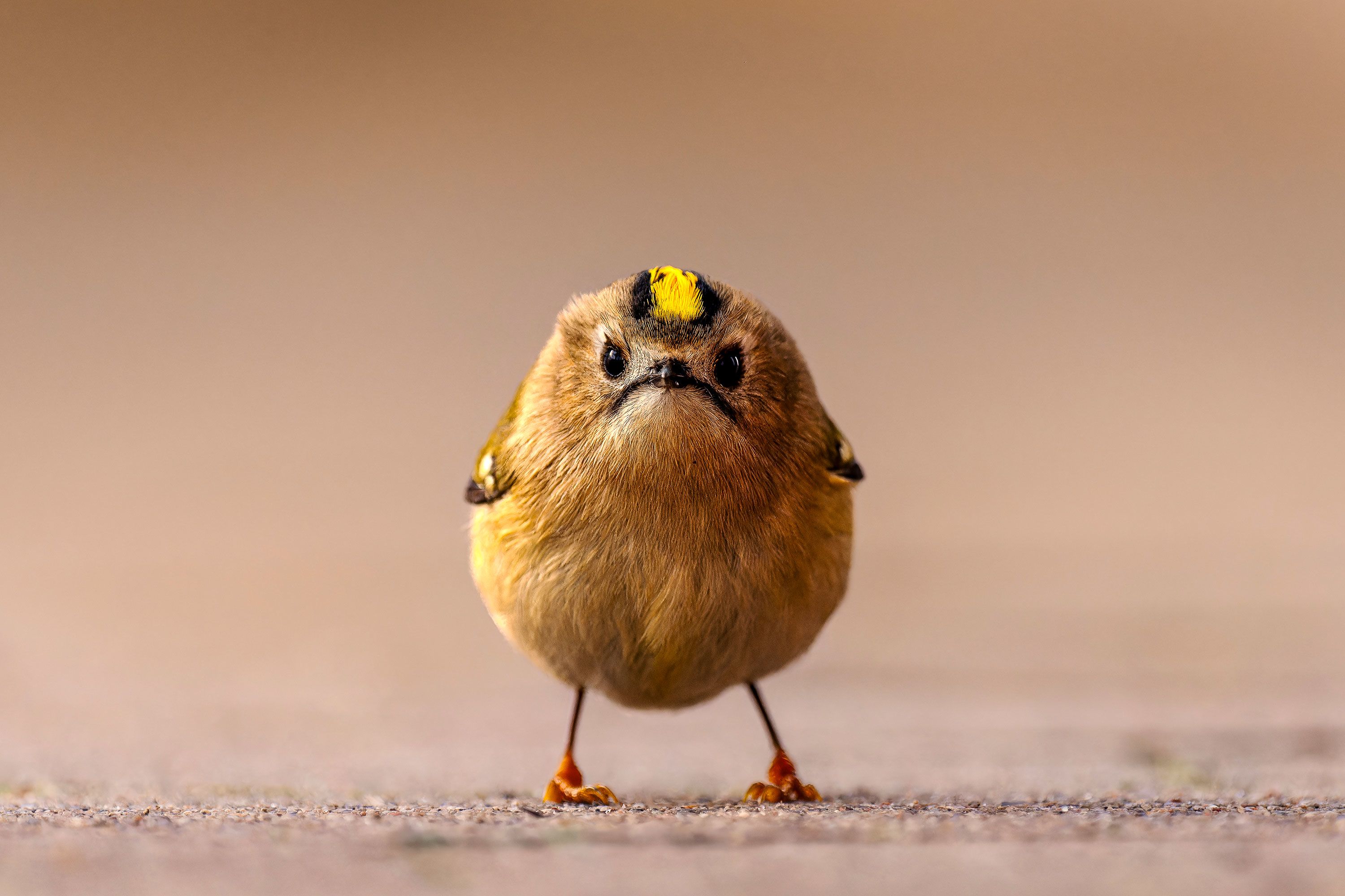 Angry Bird