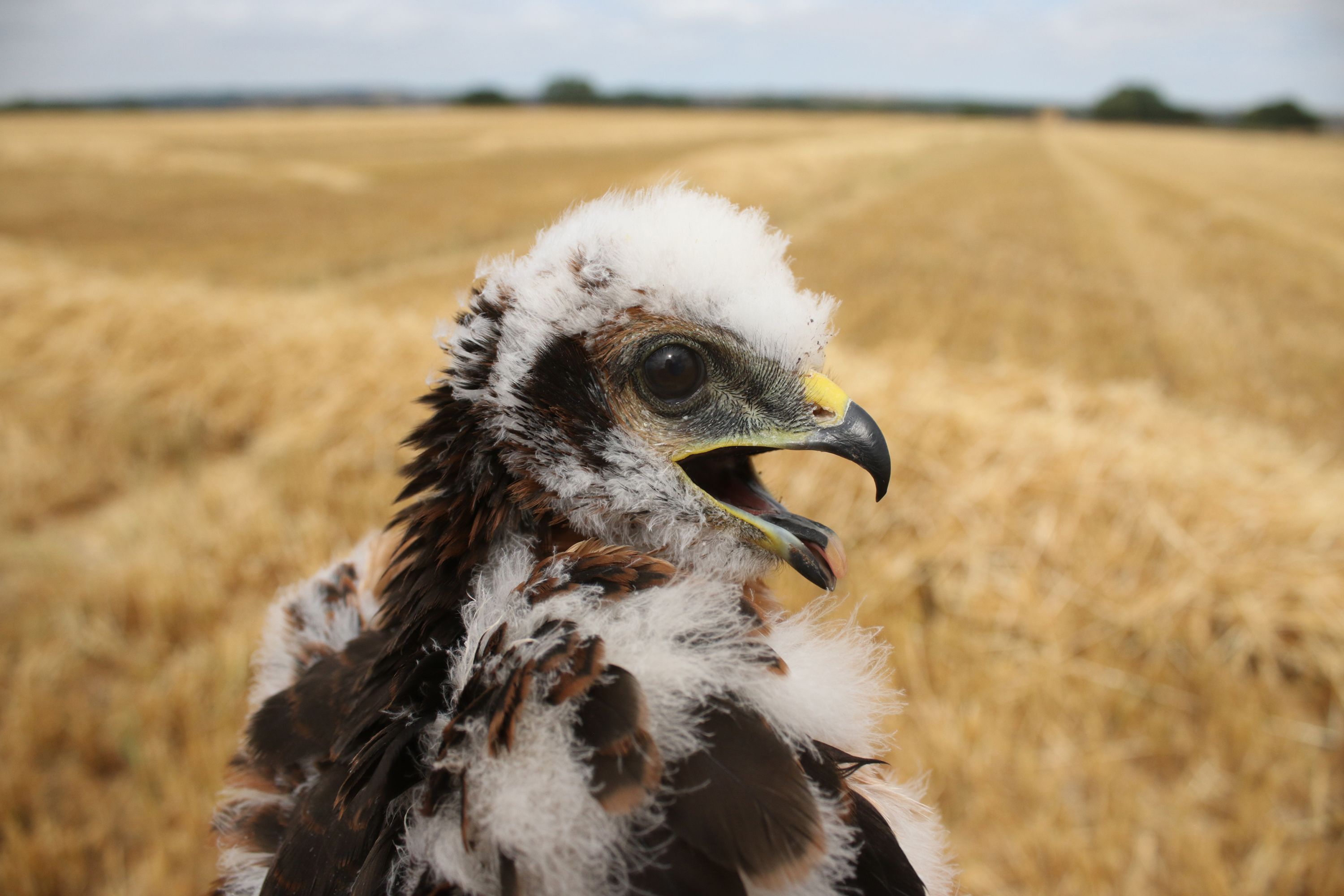 A Montagu's harrier chick.