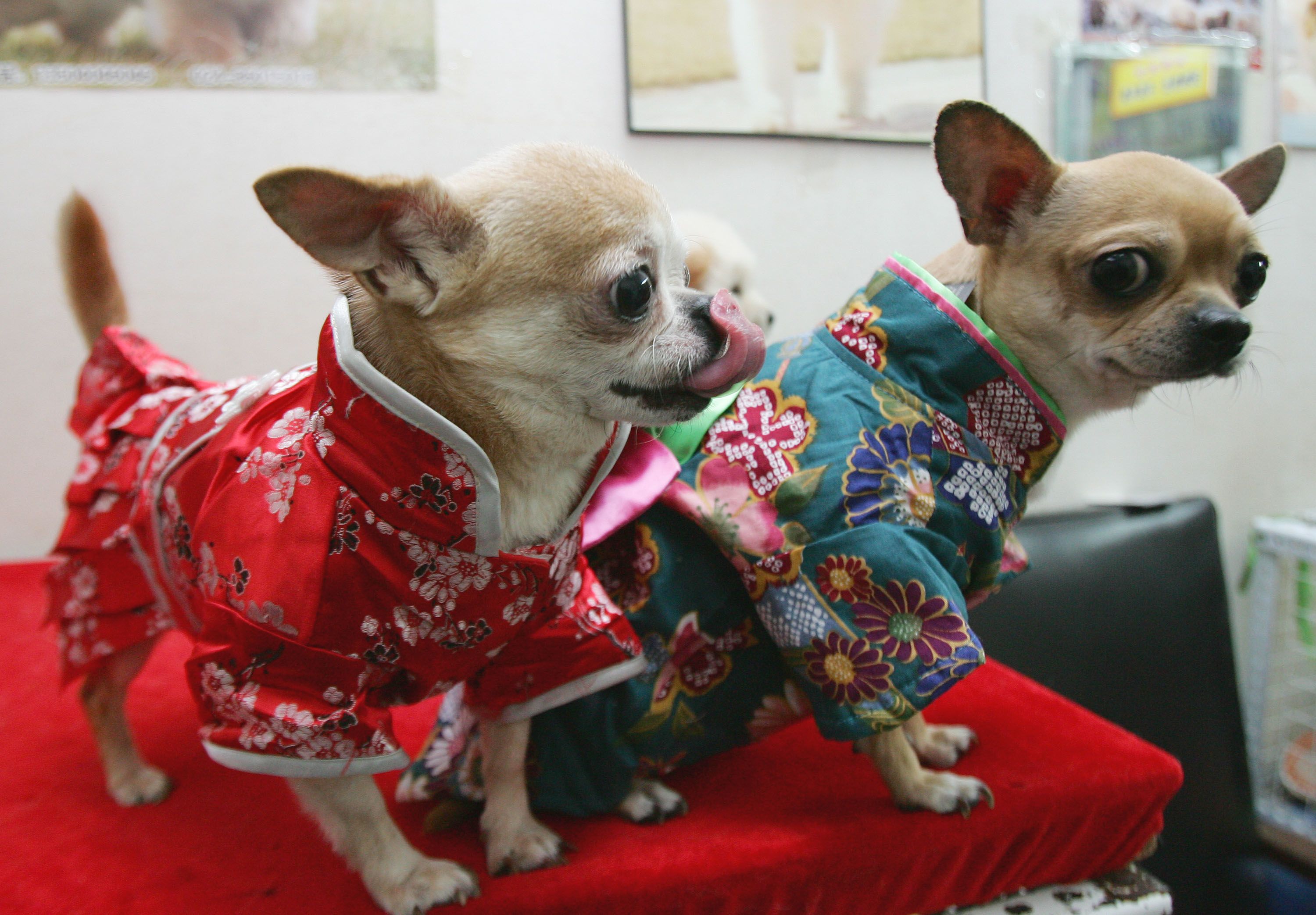 CHANGCHUN, CHINA - DECEMBER 24: (CHINA OUT) Chihuahuas dressed in Chinese and Japanese styled dog jackets are shown at a pet dog show held by the Jilin Pet Industry Association on Christmas Eve, December 24, 2007 in Changchun of Jilin Province, China.  (Photo by China Photos/Getty Images)