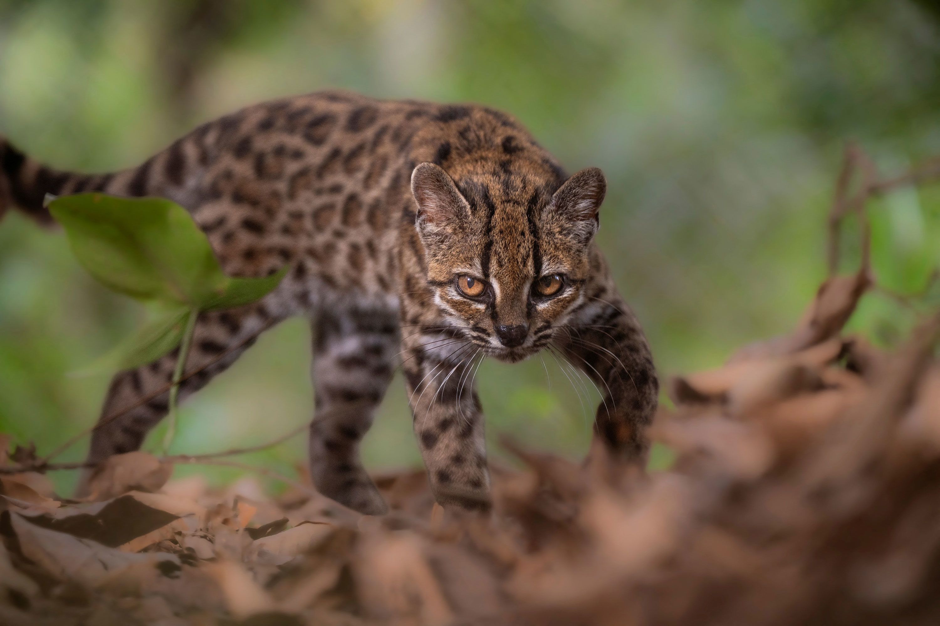 A Leopardus tilcayo cat, a newly identified species through research led by National Geographic Explorer Paola Nogales Ascarrunz, walks at the Senda Verde animal refuge in the Yungas region, Bolivia, September 1.