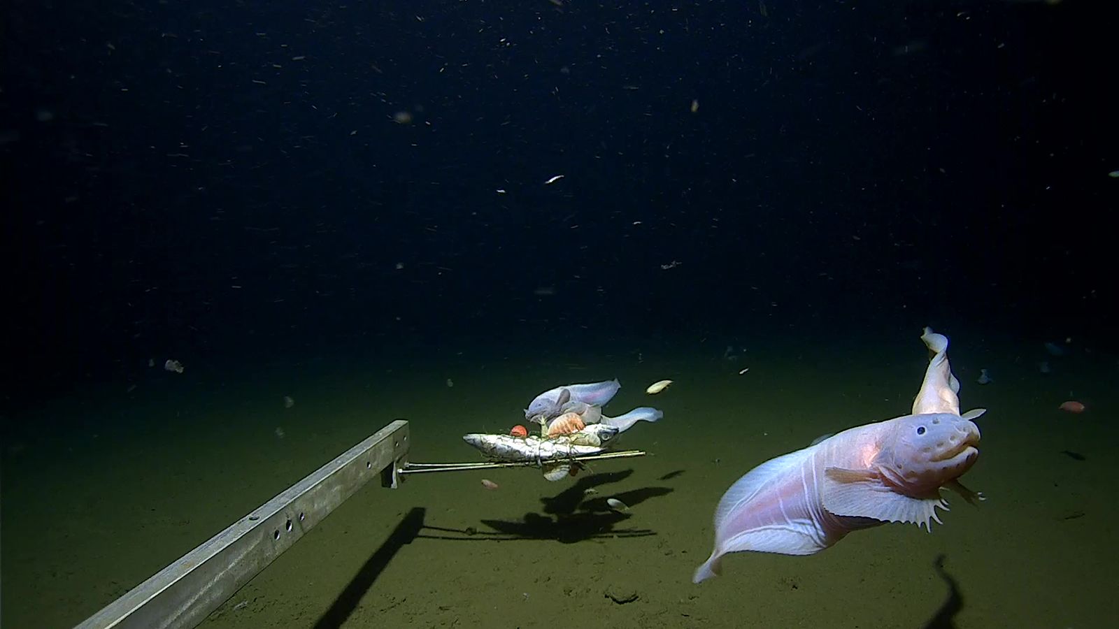 These snailfish were found in the Izu-Ogasawara Trench off Japan at a depth between 7,500 and 8,200 meters. 