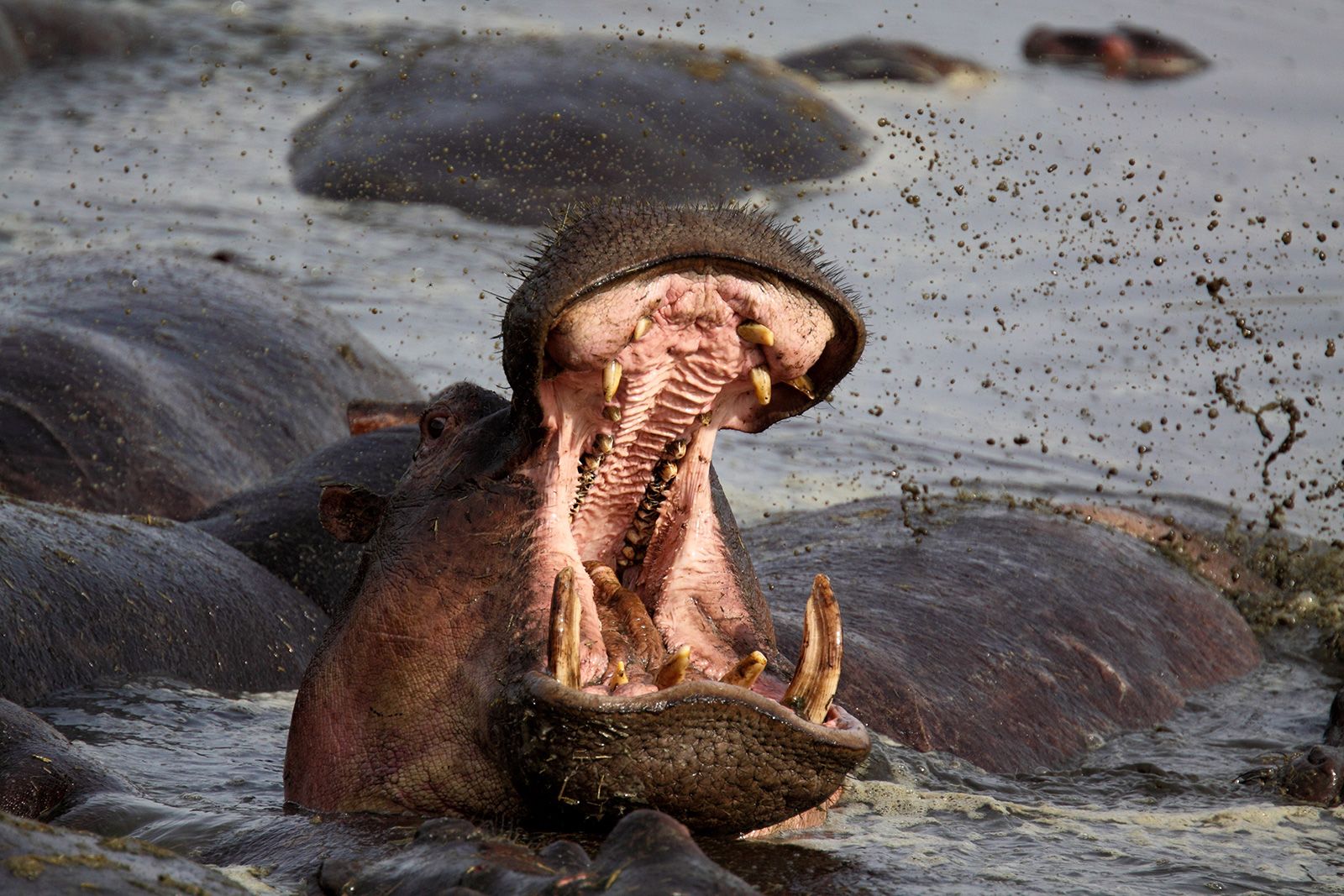 Hippo